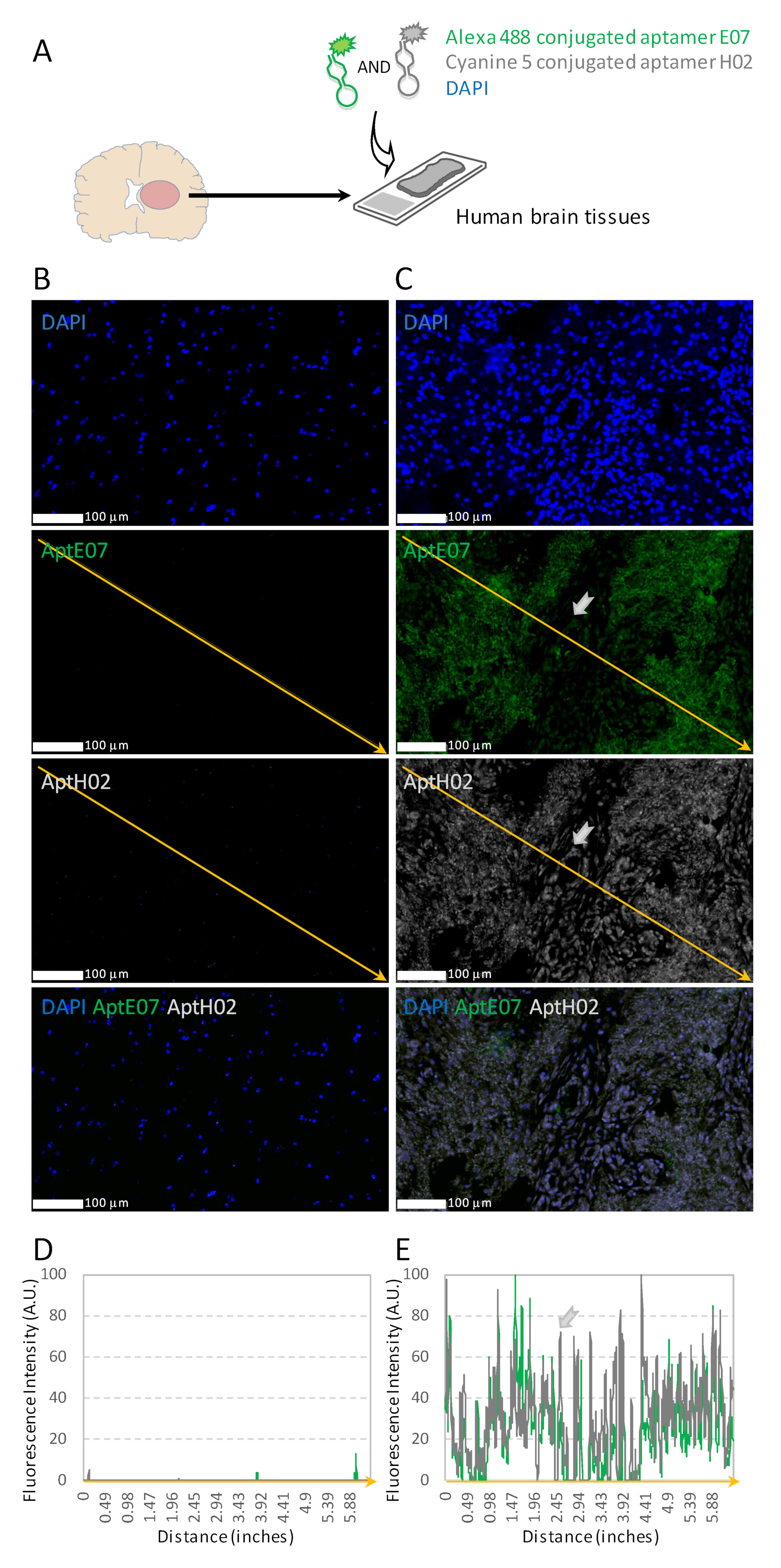 Pharmaceutics 14 01980 g005