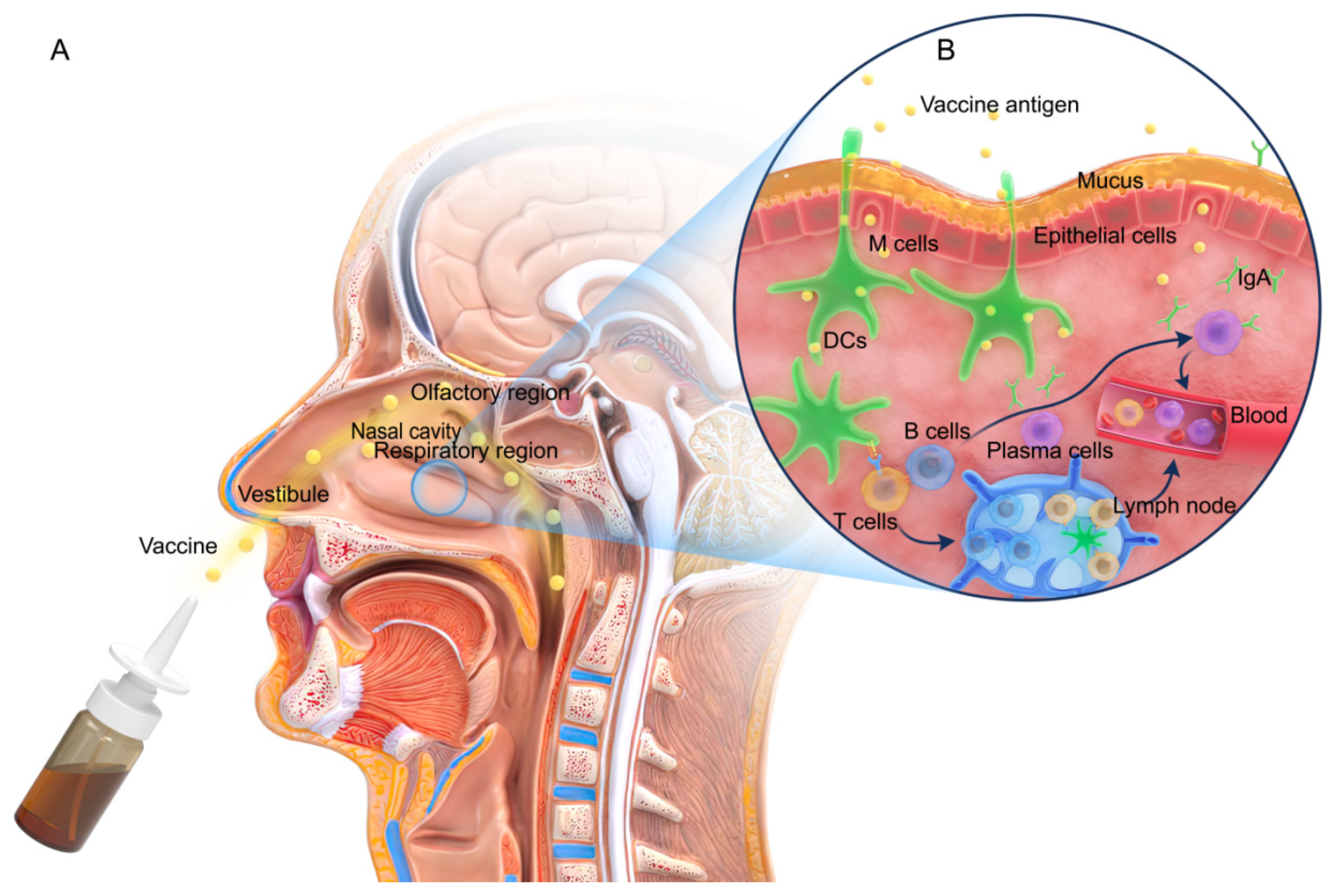 Pharmaceutics 14 01983 g001 Pharmaceutics 14 01983 g001