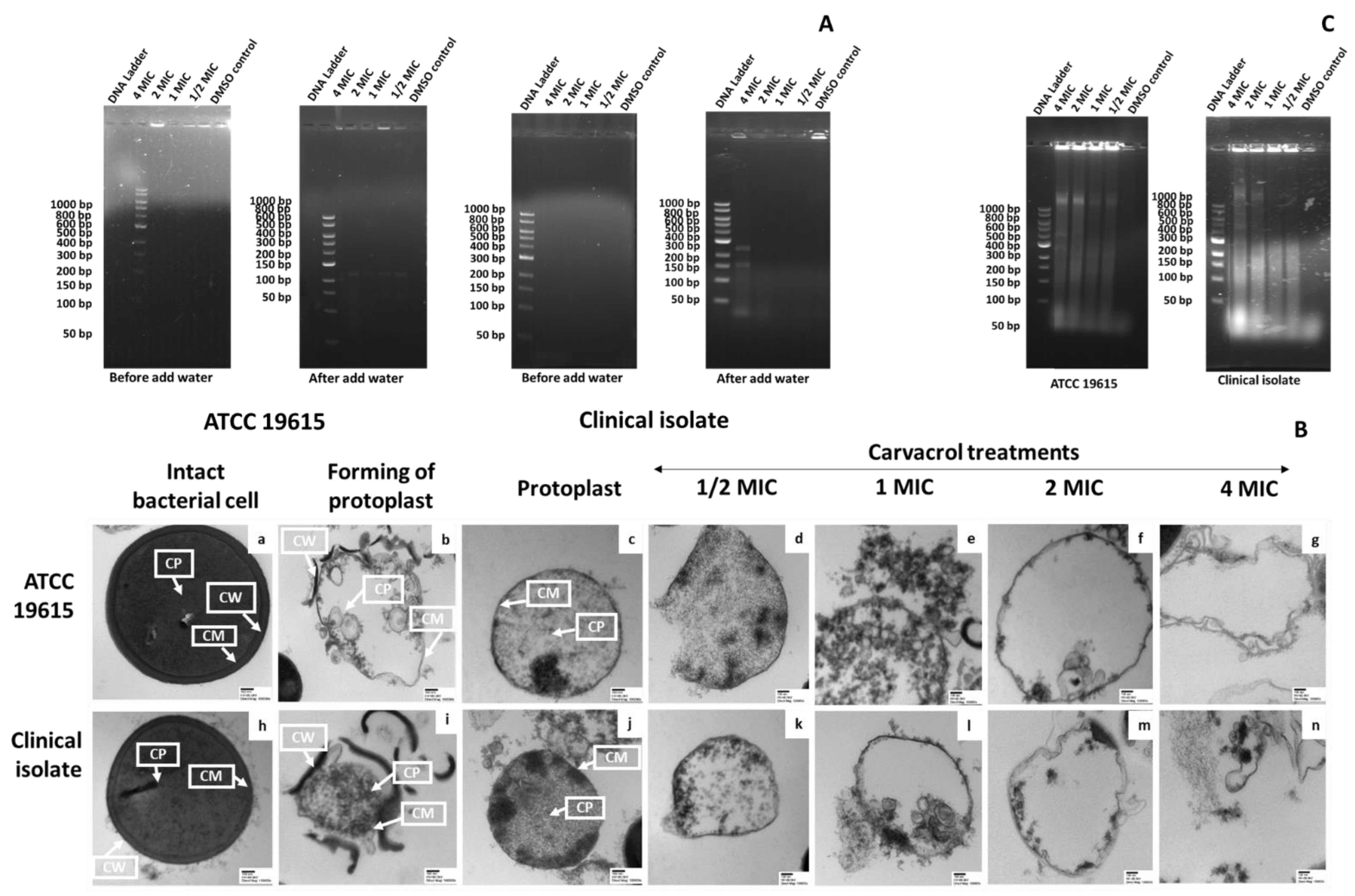 Pharmaceutics 14 01992 g004 Pharmaceutics 14 01992 g004