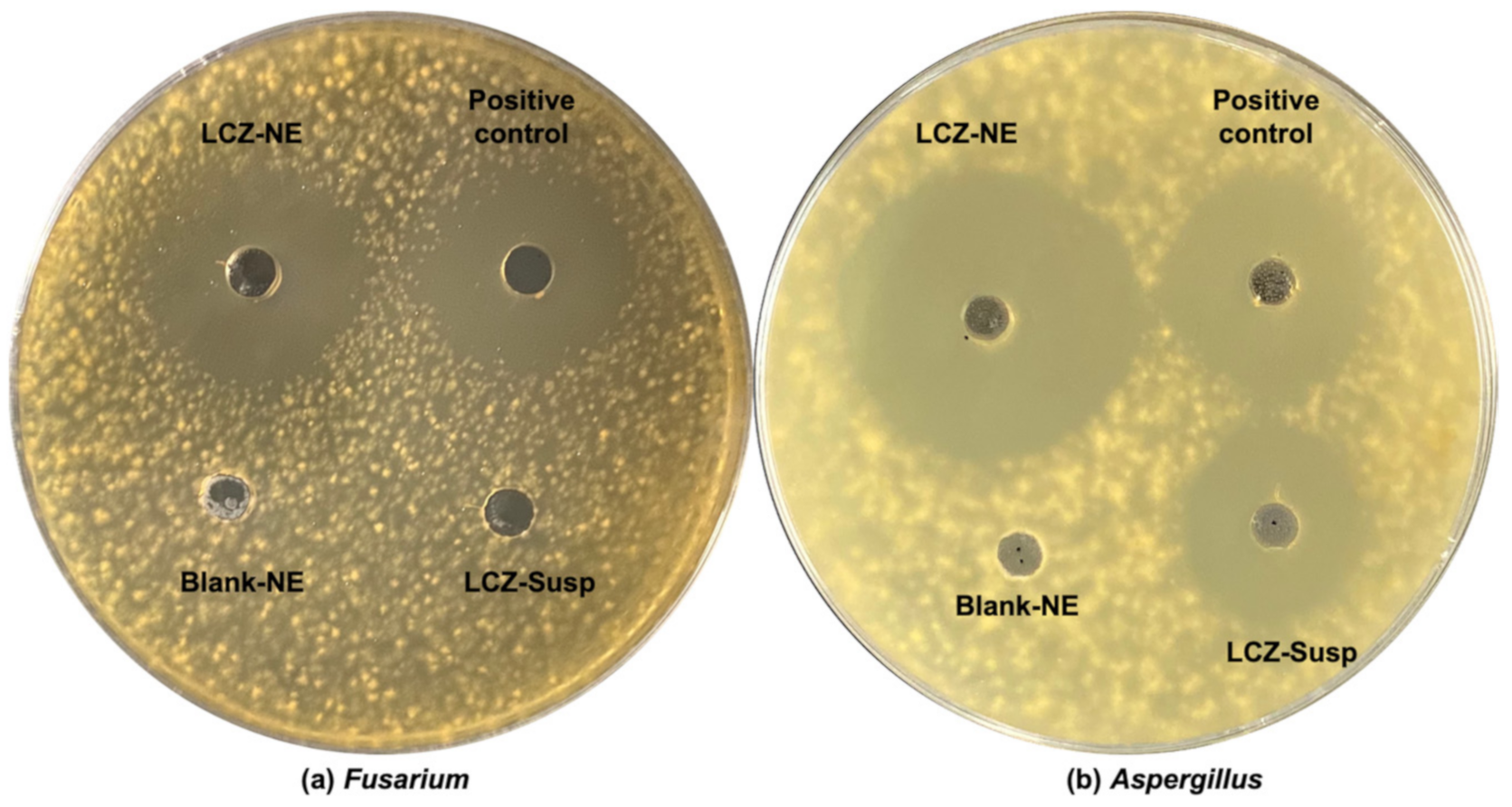 Pharmaceutics 14 02052 g010