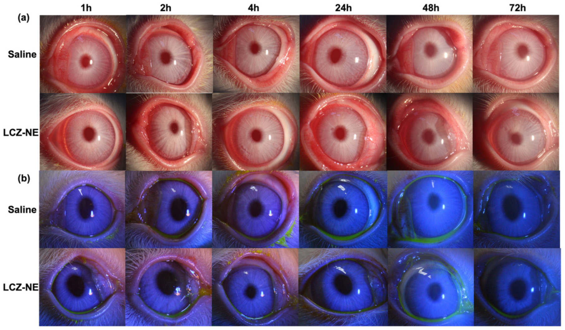 Pharmaceutics 14 02052 g011