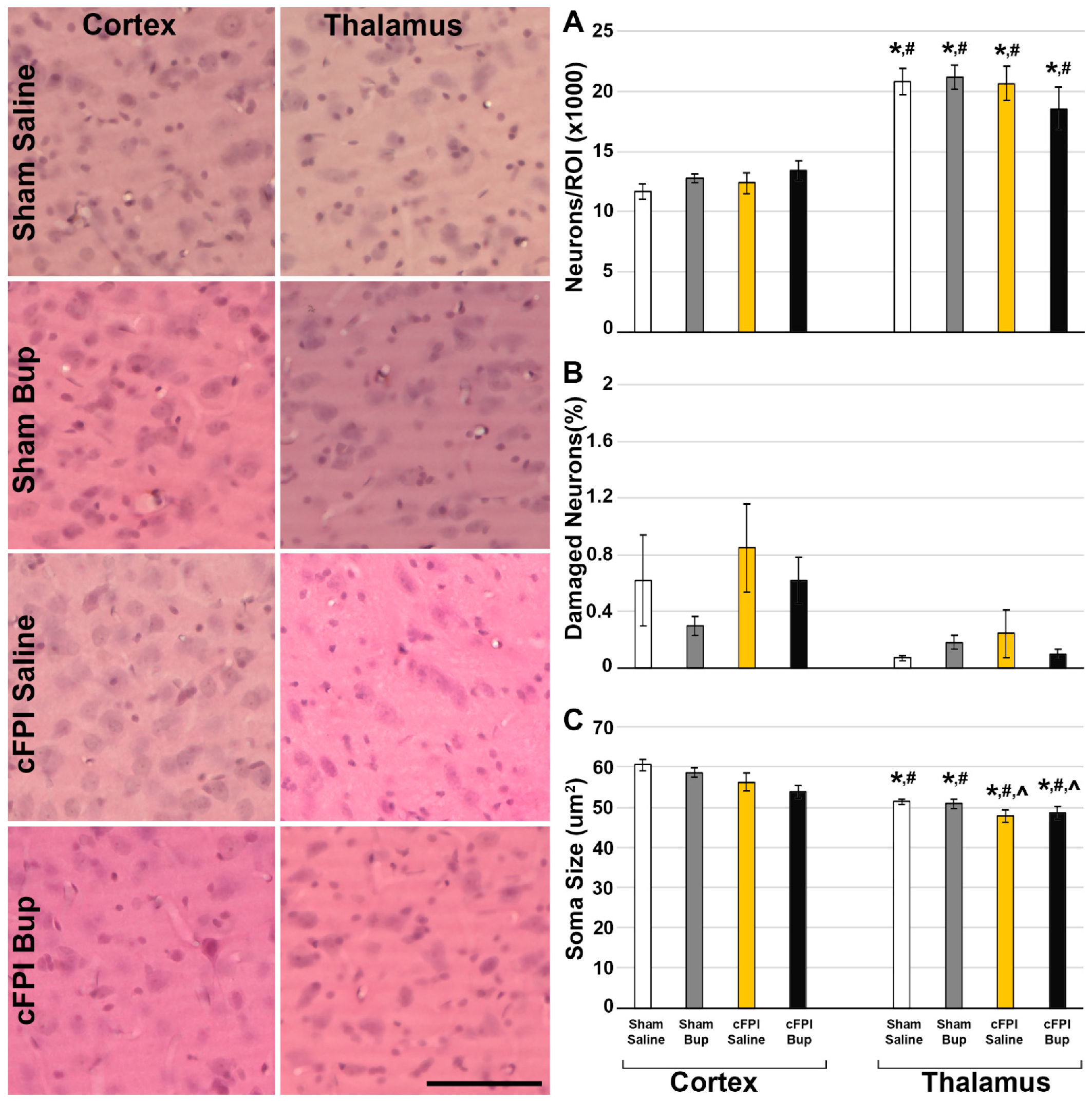 Pharmaceutics 14 02068 g002