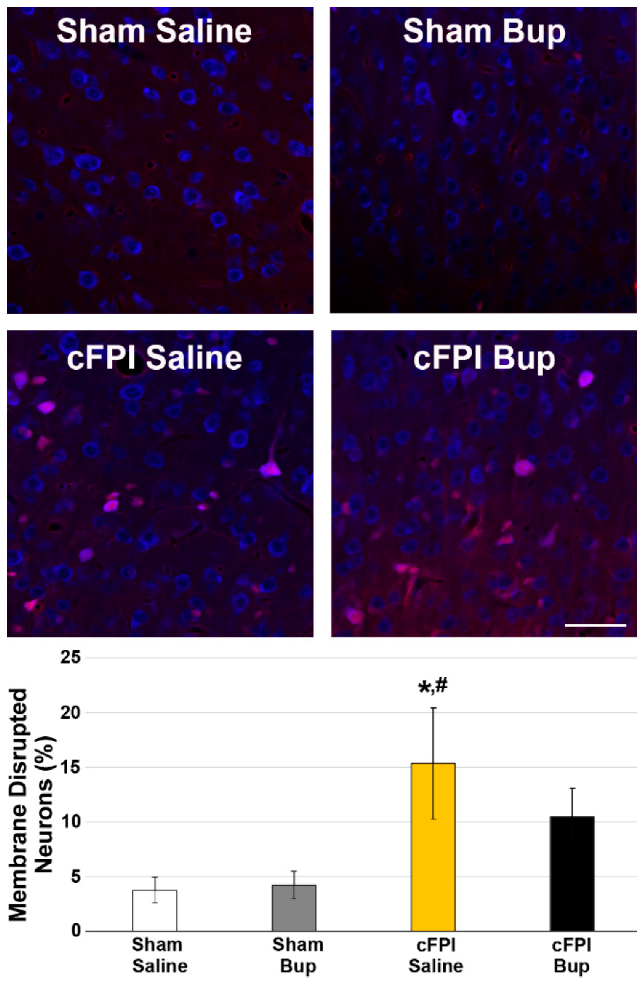 Pharmaceutics 14 02068 g003