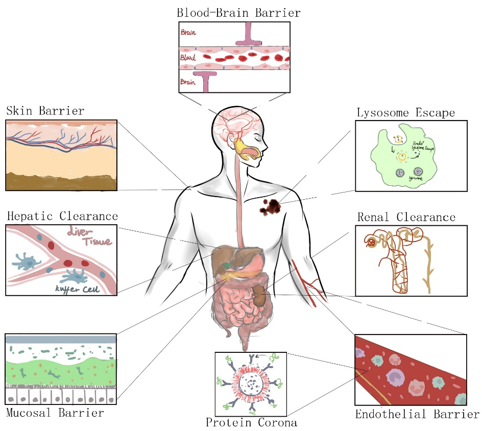 Pharmaceutics 14 02090 g003