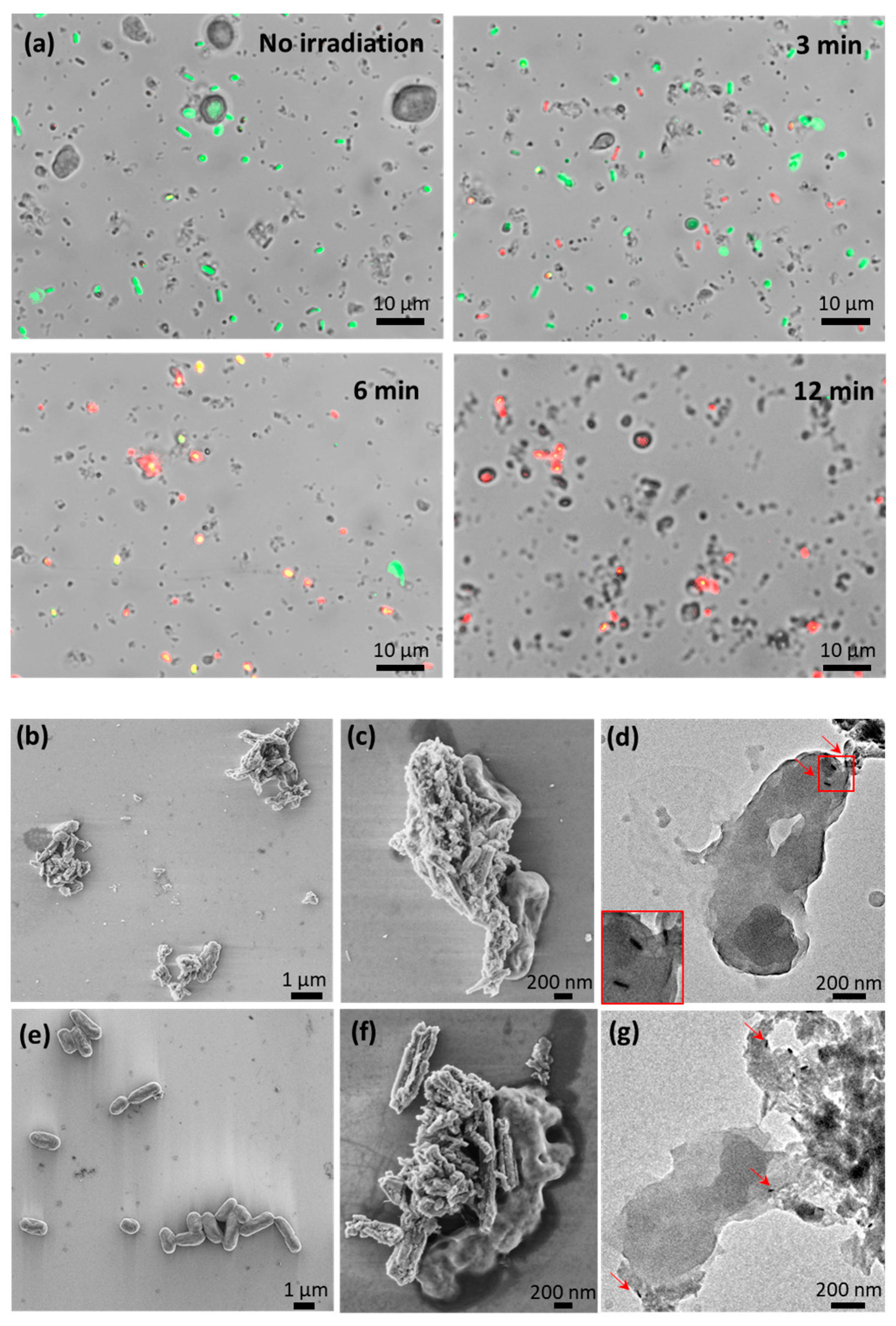 Pharmaceutics 14 02094 g005