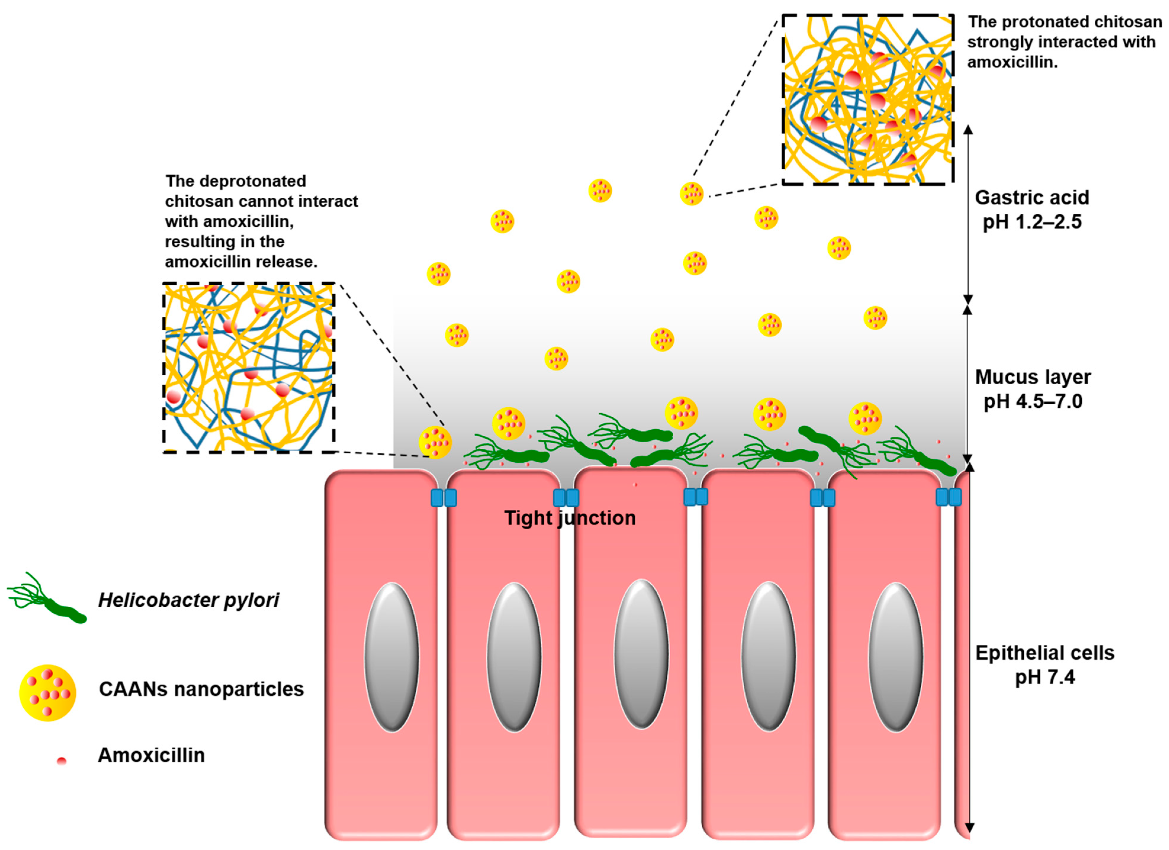 Pharmaceutics 14 02117 sch001 Pharmaceutics 14 02117 sch001
