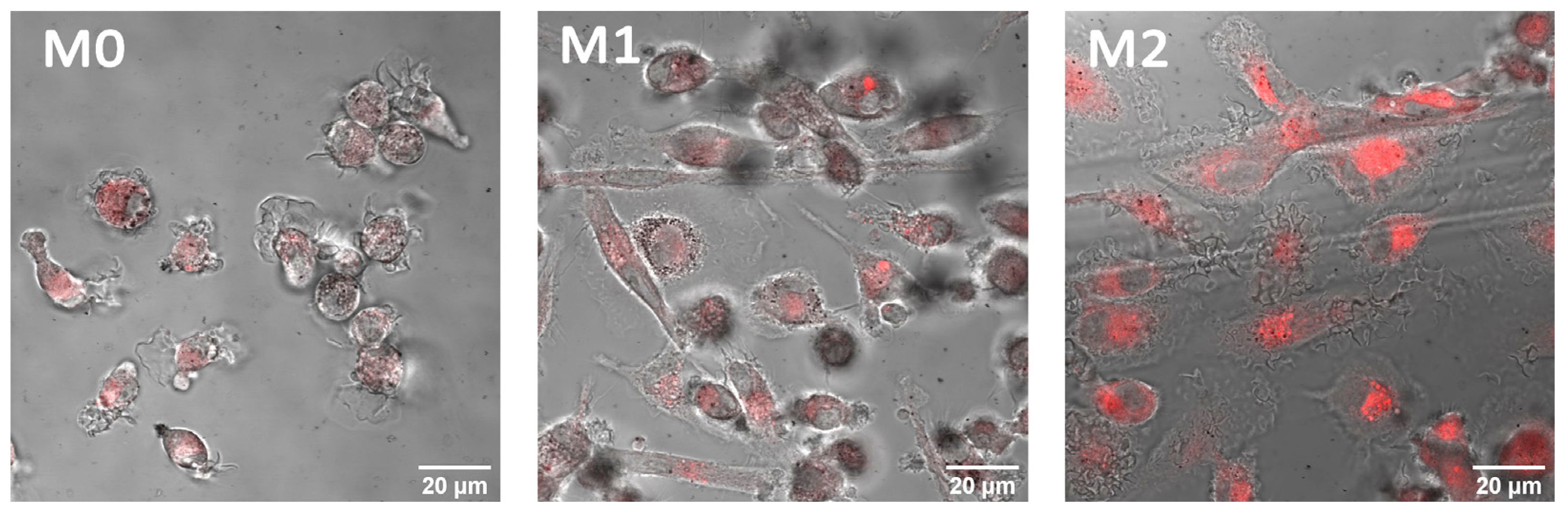 Pharmaceutics 14 02122 g005