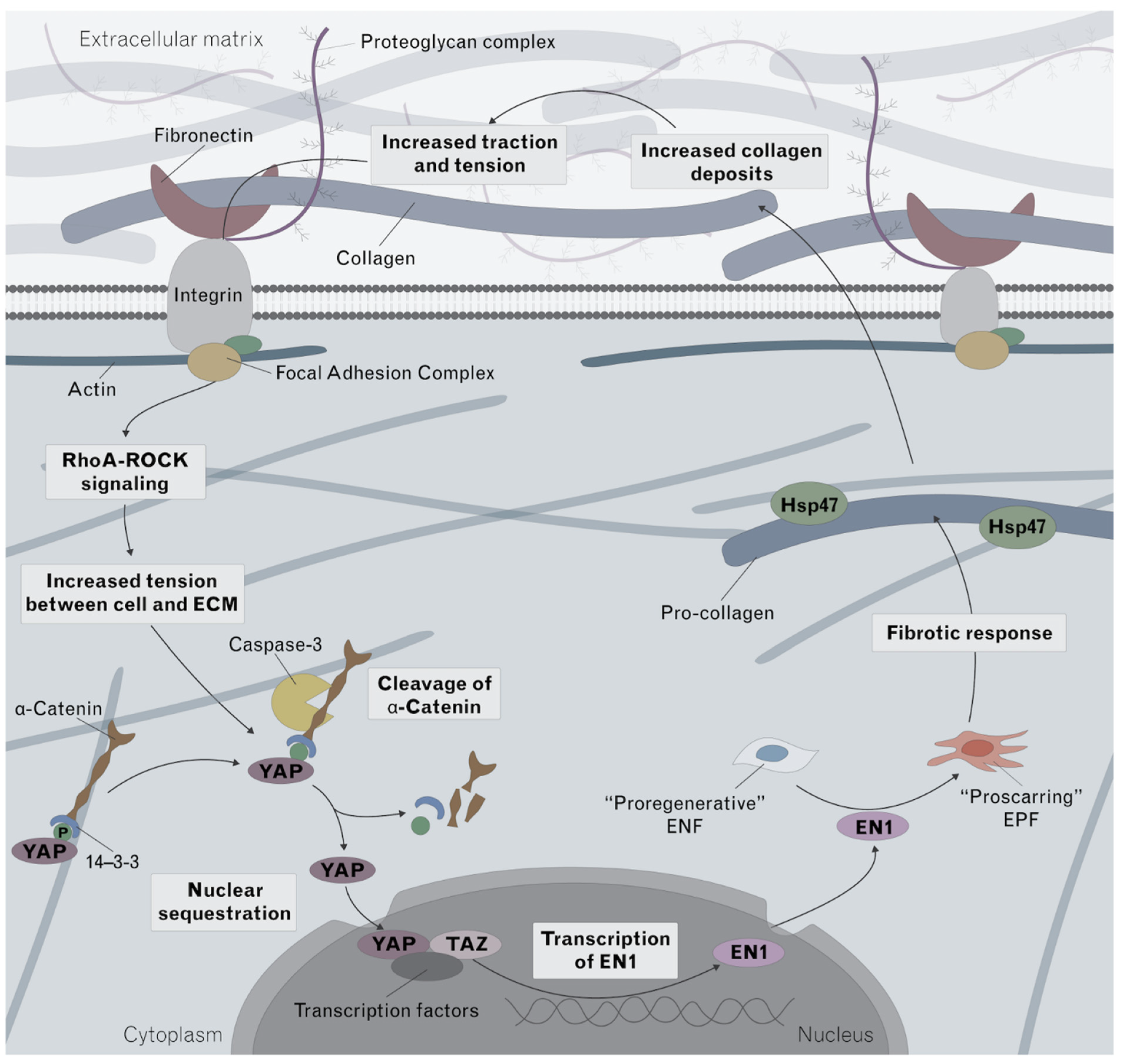 Pharmaceutics 14 02125 g007