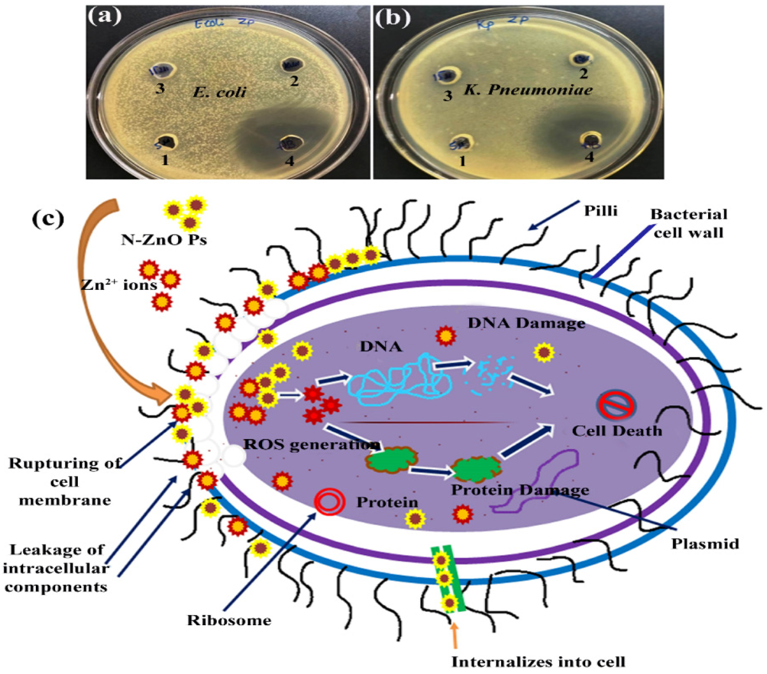 Pharmaceutics 14 02155 g008