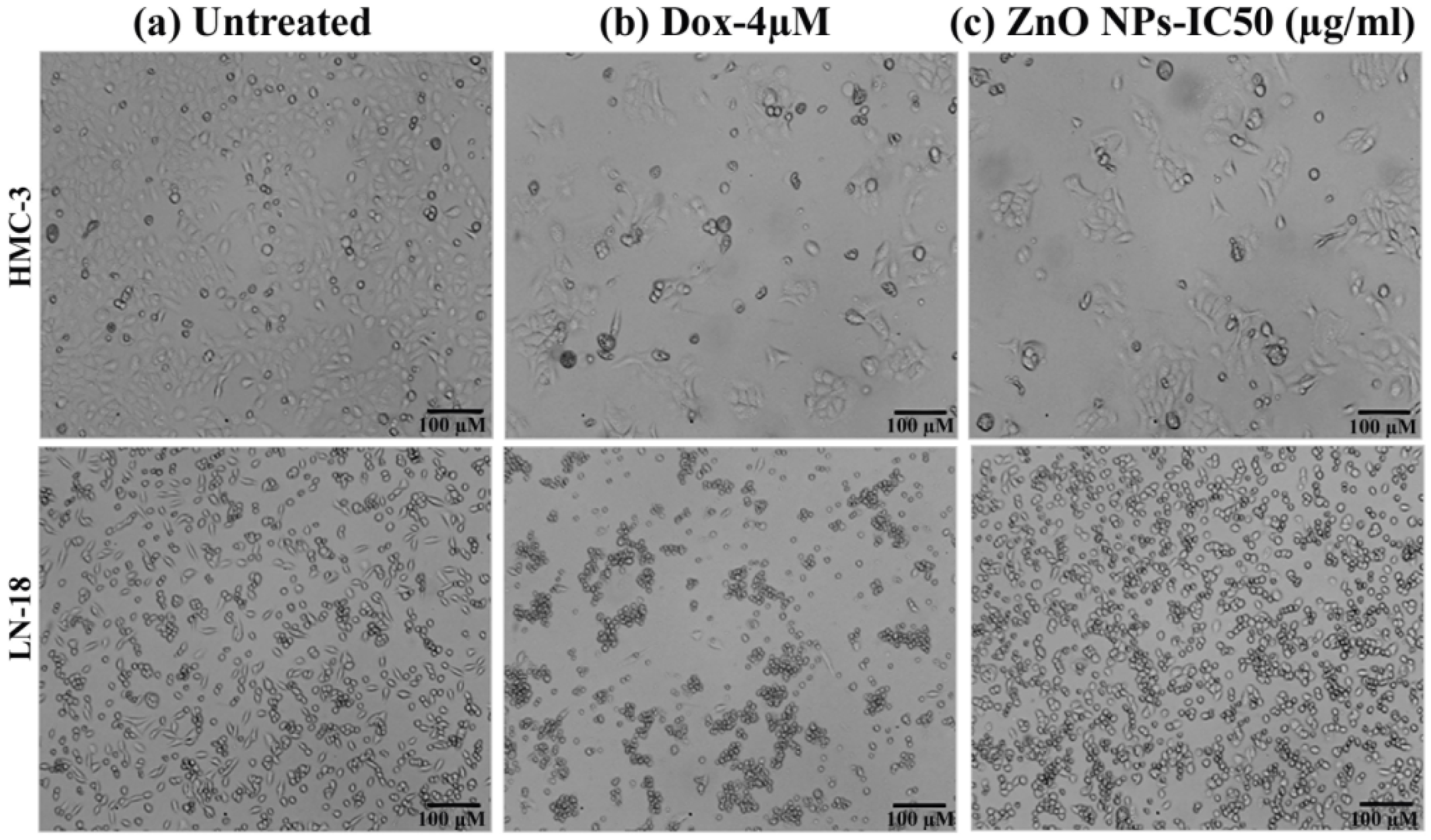 Pharmaceutics 14 02155 g010