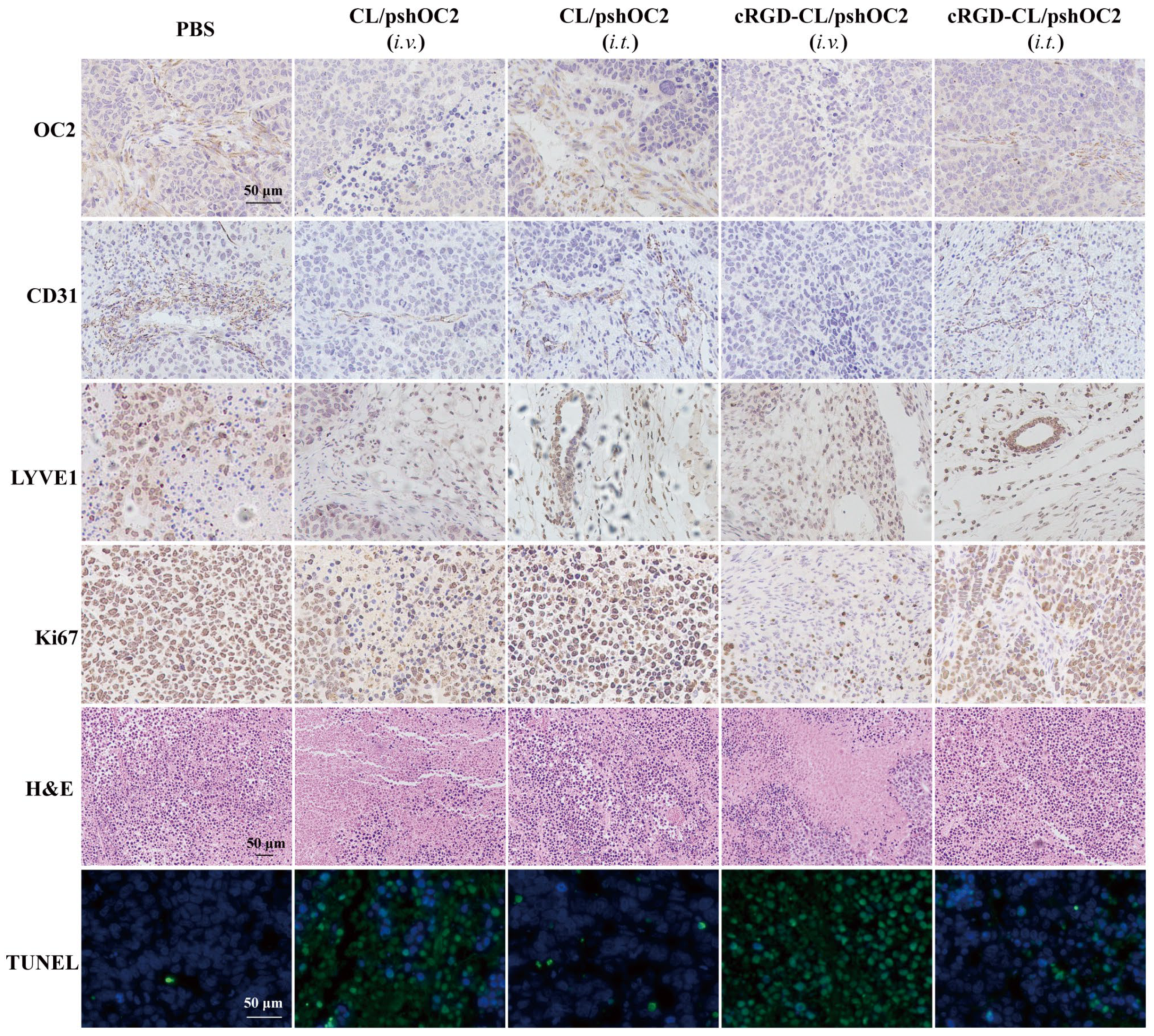 Pharmaceutics 14 02157 g007 Pharmaceutics 14 02157 g007