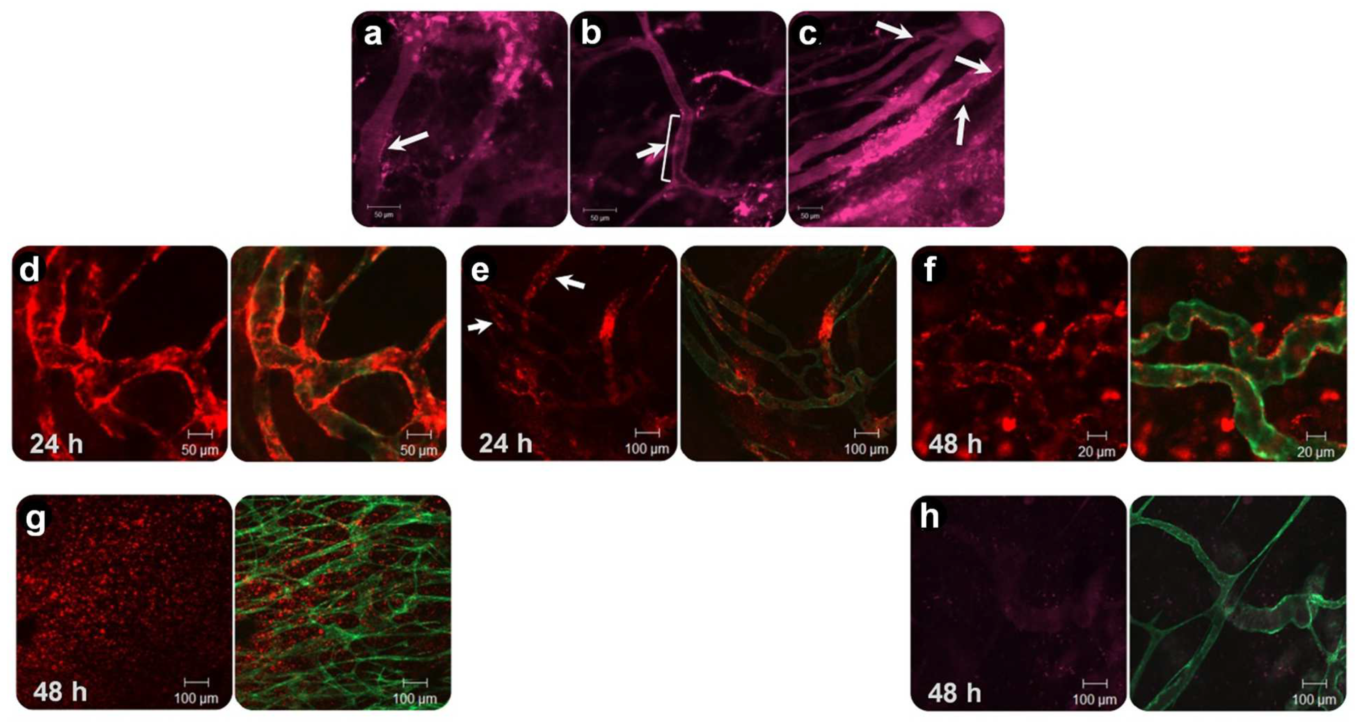 Pharmaceutics 14 02165 g007
