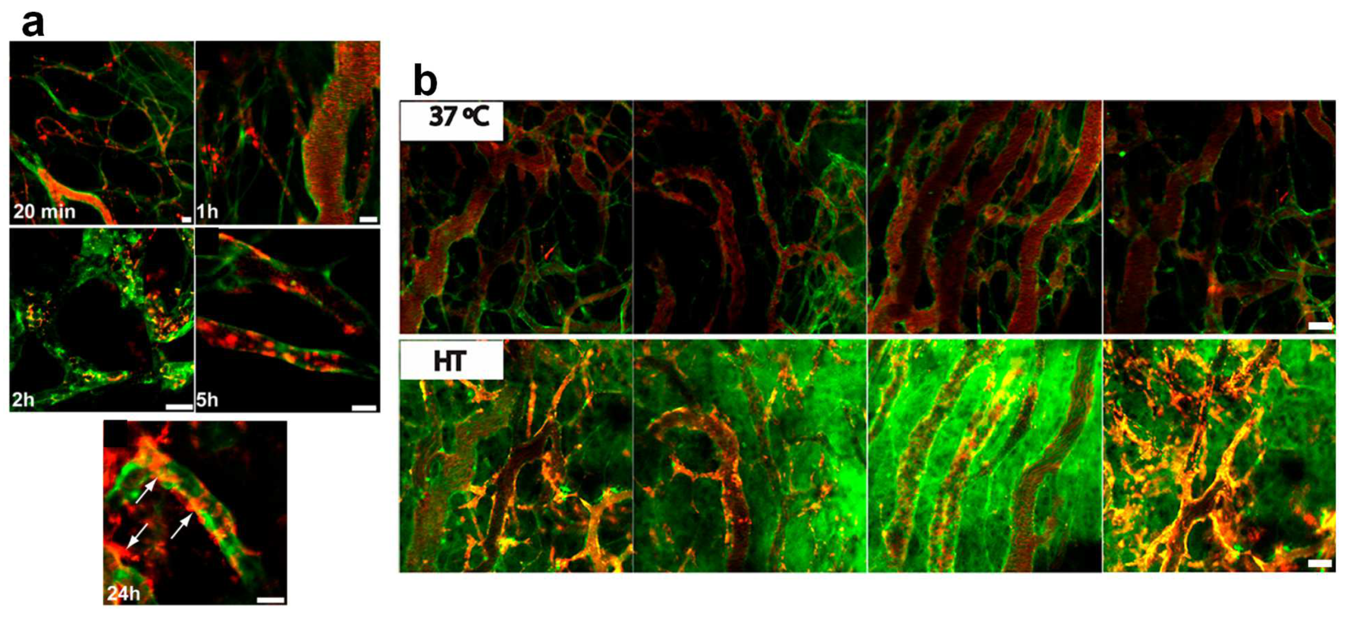Pharmaceutics 14 02165 g008