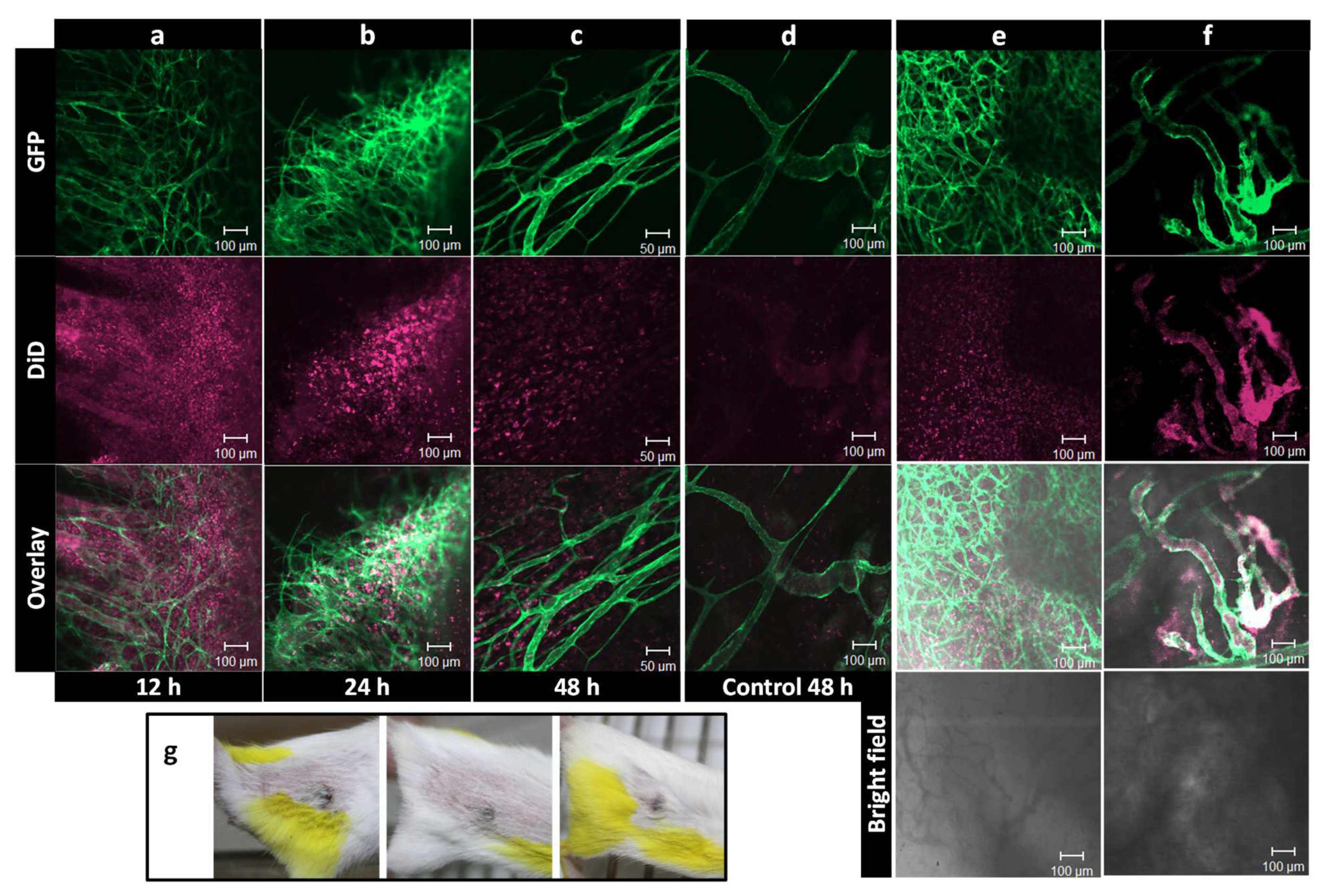 Pharmaceutics 14 02165 g010