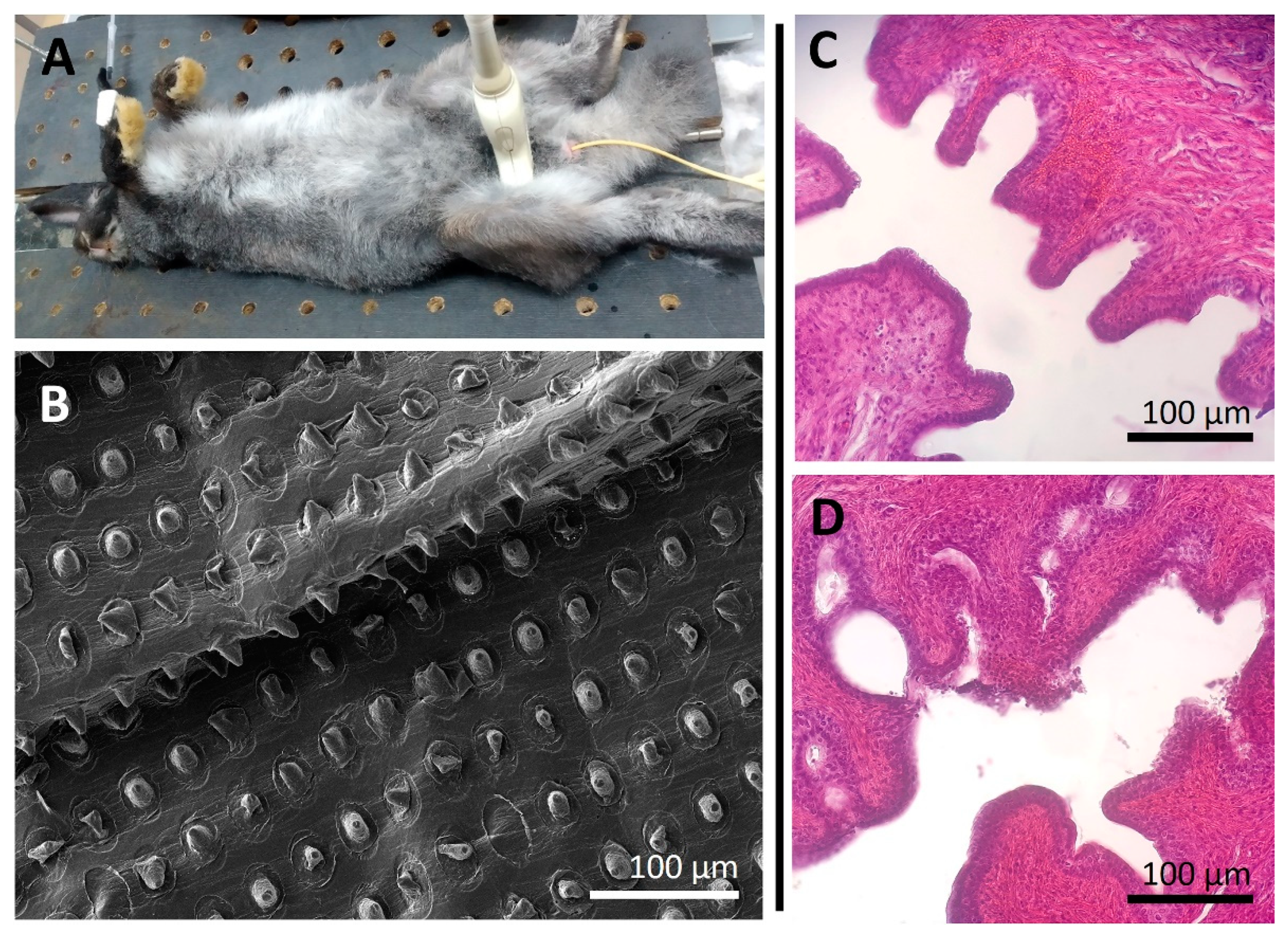 Pharmaceutics 14 02186 g004