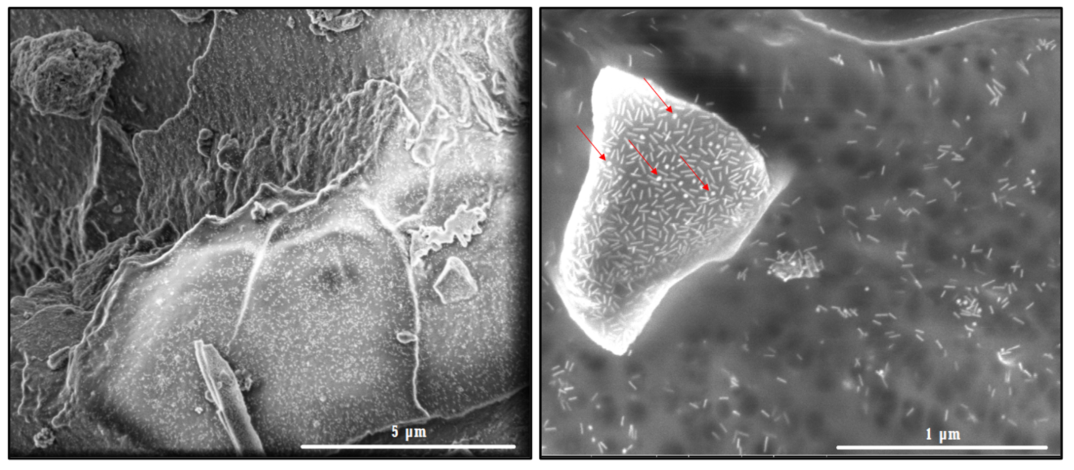 Pharmaceutics 14 02206 g012 Pharmaceutics 14 02206 g012