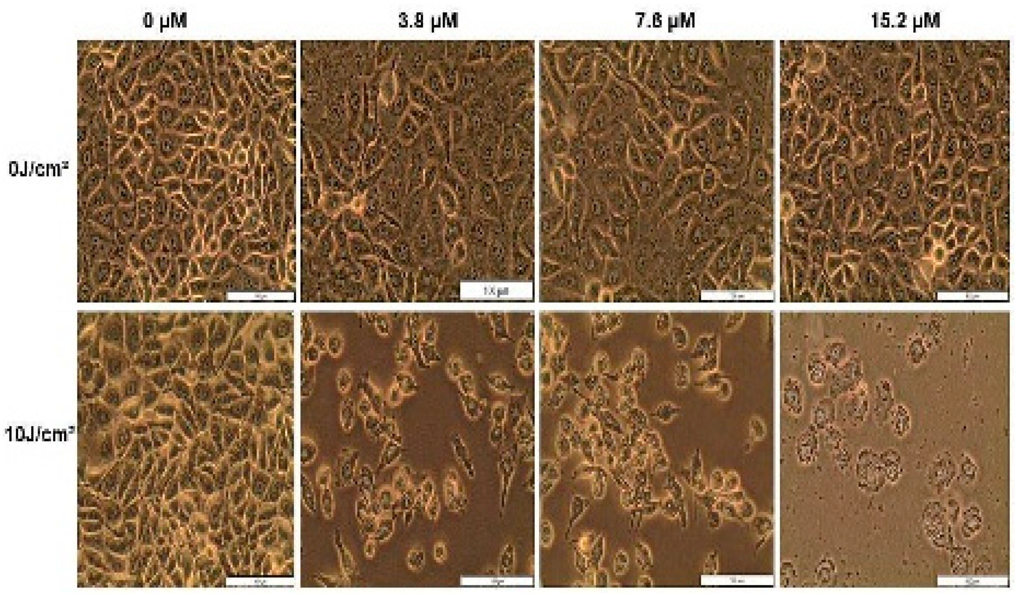 Pharmaceutics 14 02212 g006