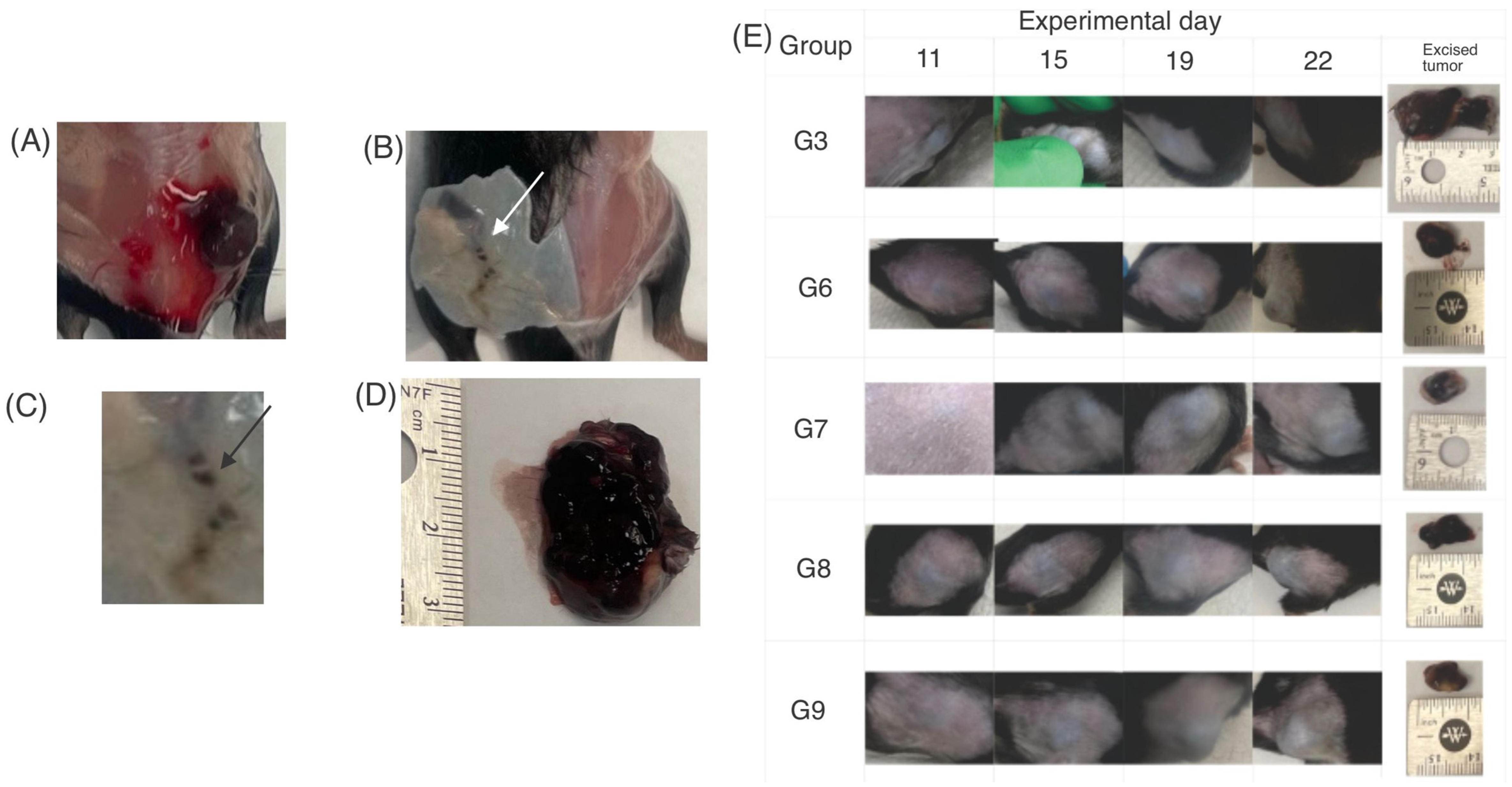 Pharmaceutics 14 02214 g004