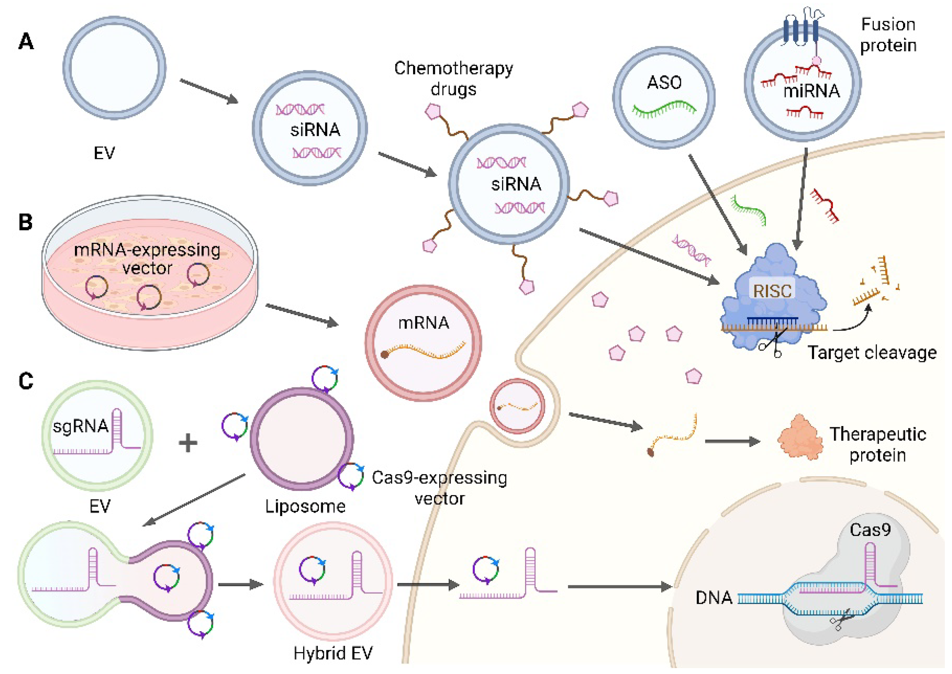 Pharmaceutics 14 02236 g003