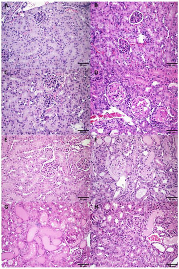 Pharmaceutics 14 02256 g0a5