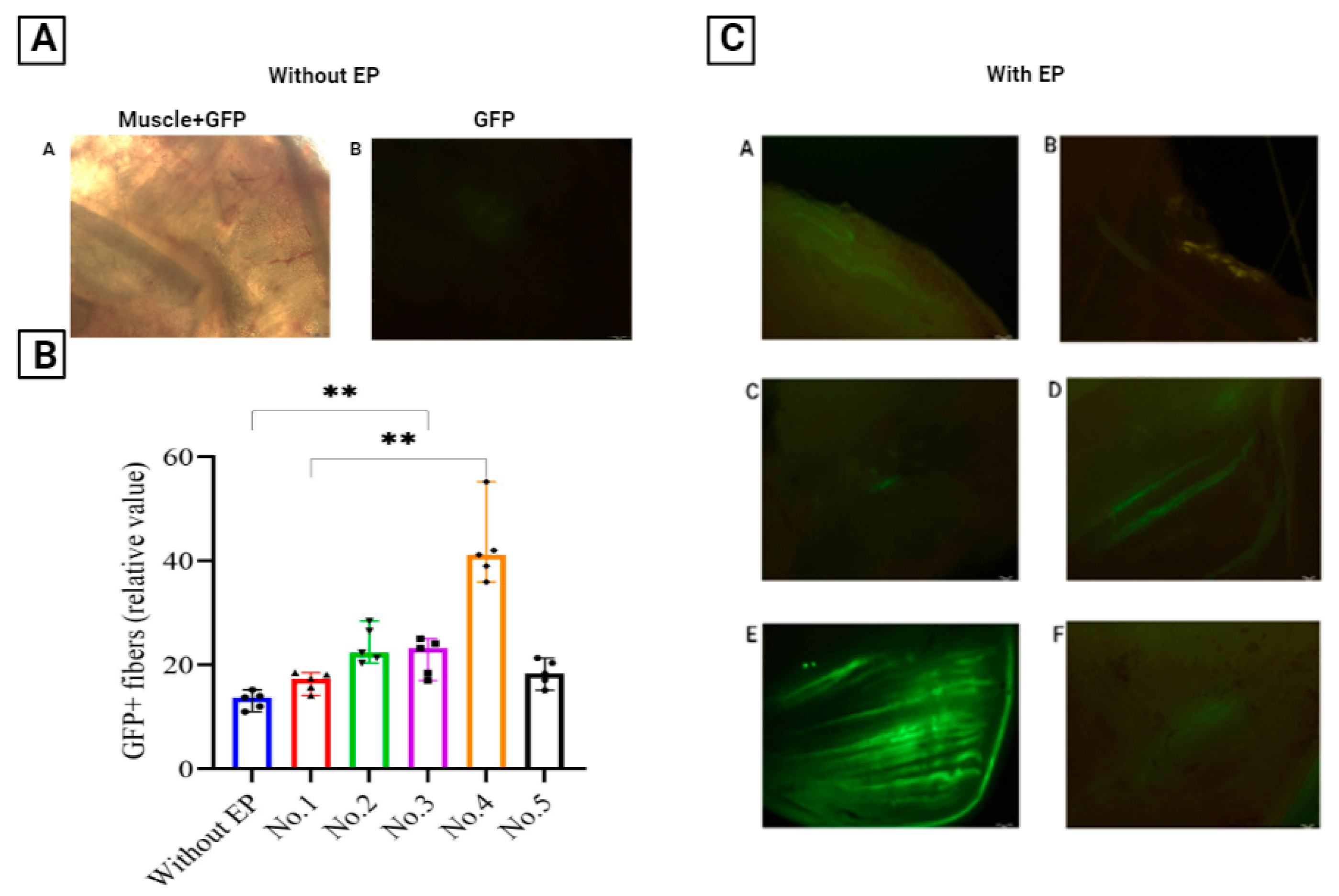Pharmaceutics 14 02259 g003 Pharmaceutics 14 02259 g003