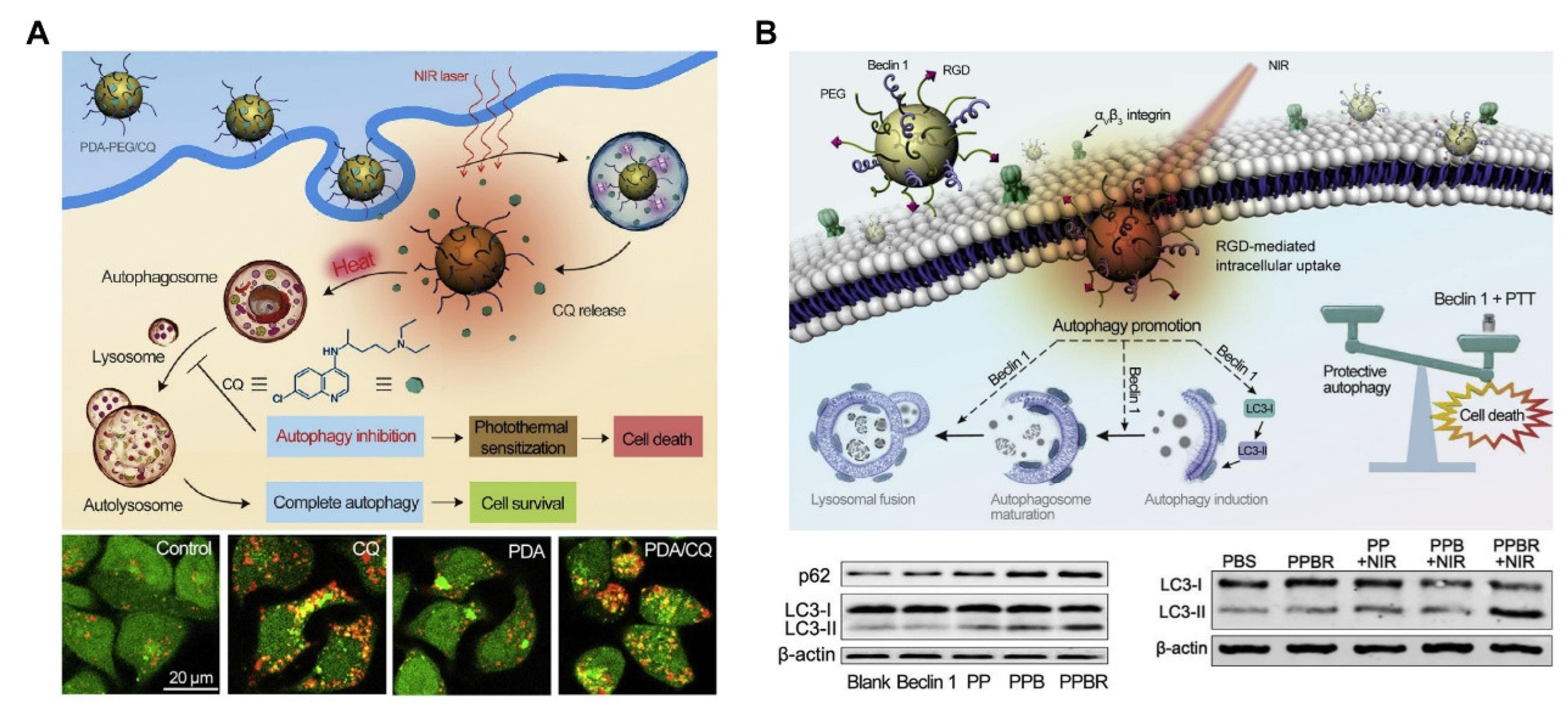 Pharmaceutics 14 02279 g007