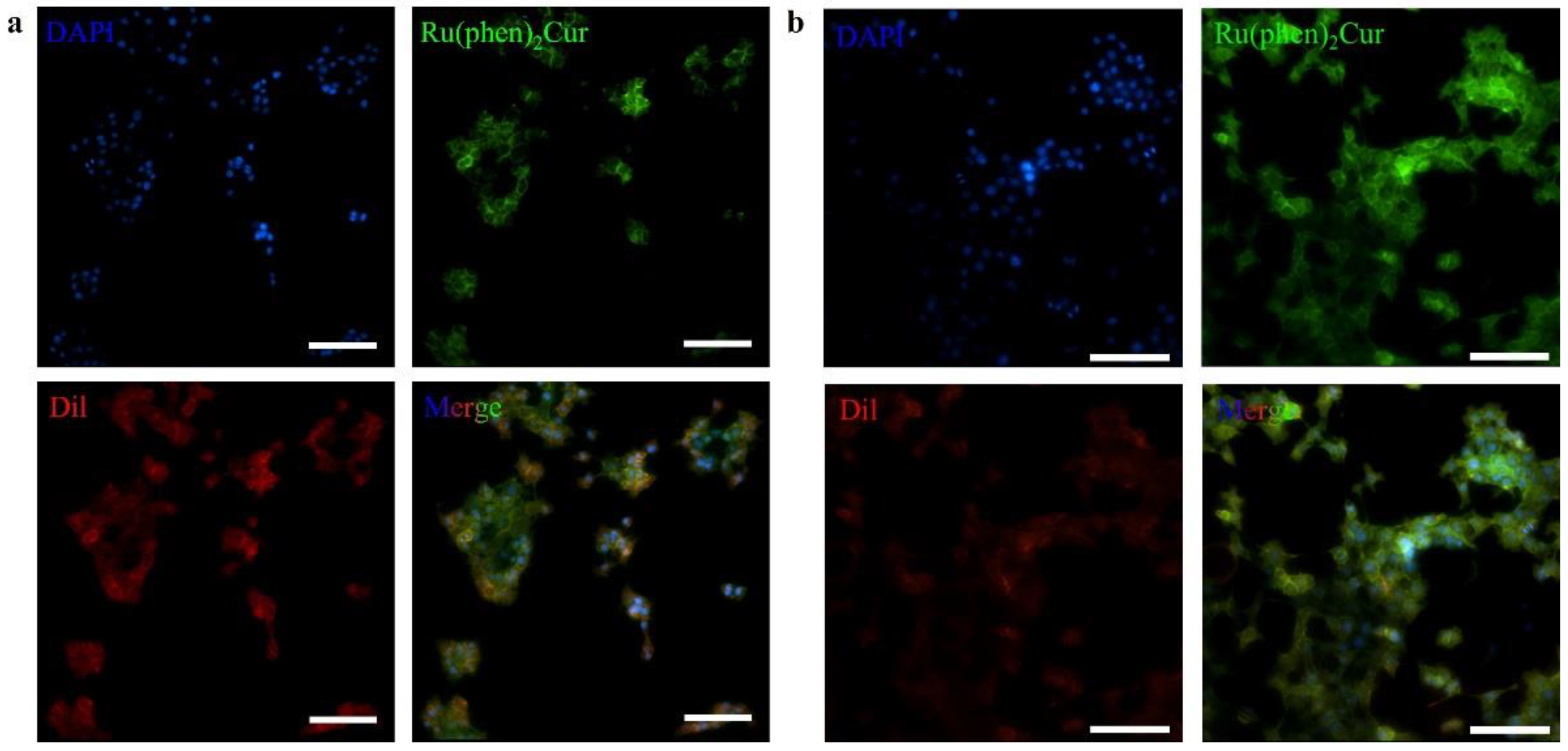 Pharmaceutics 14 02284 g007