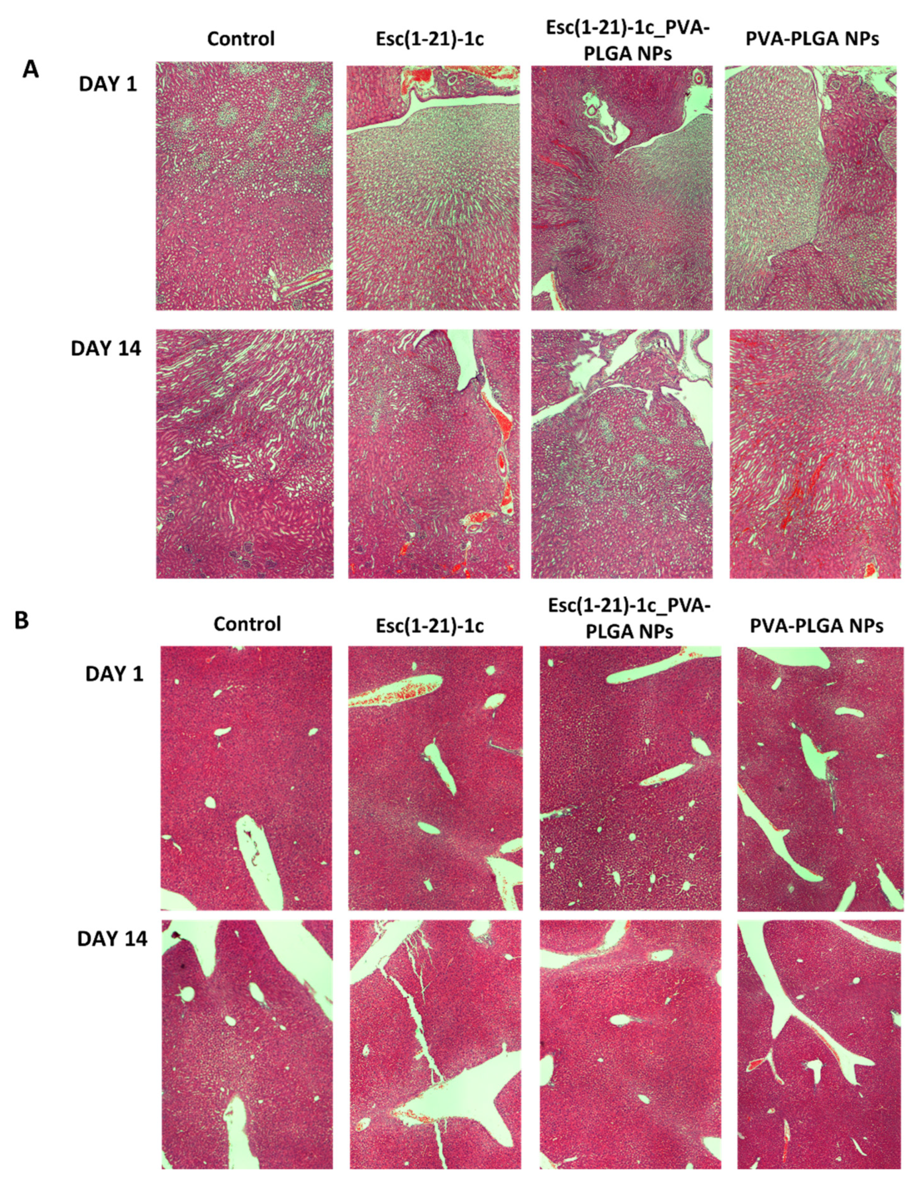 Pharmaceutics 14 02297 g003 Pharmaceutics 14 02297 g003