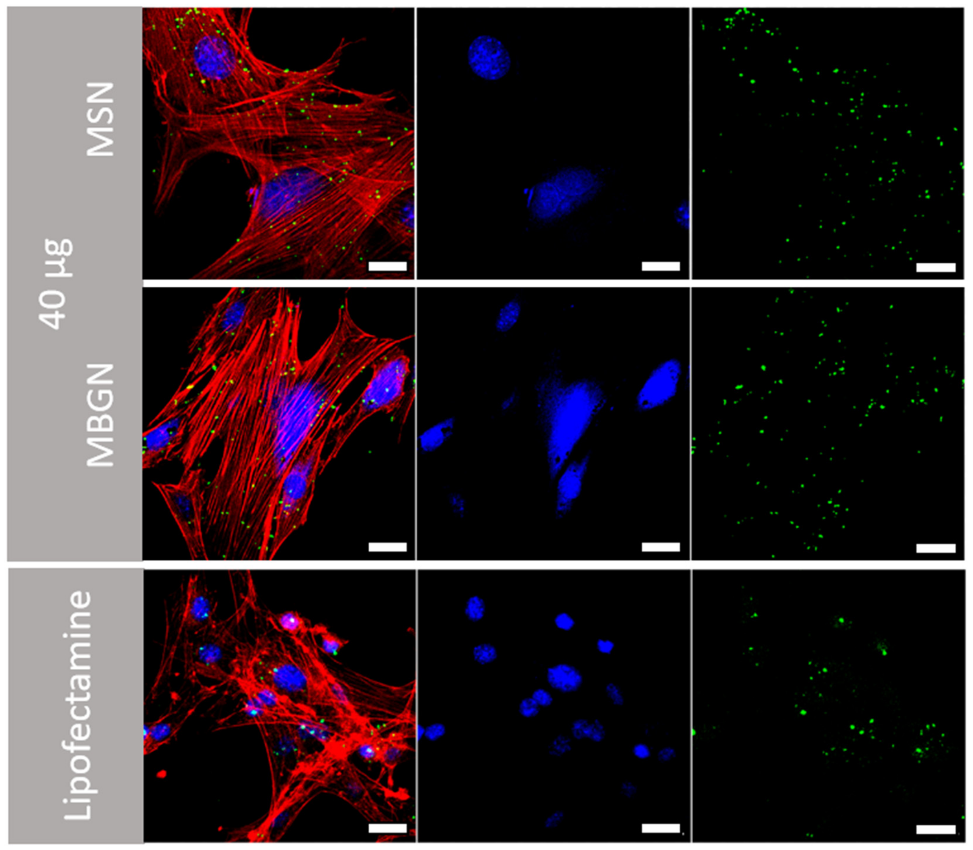 Pharmaceutics 14 02302 g005b Pharmaceutics 14 02302 g005b