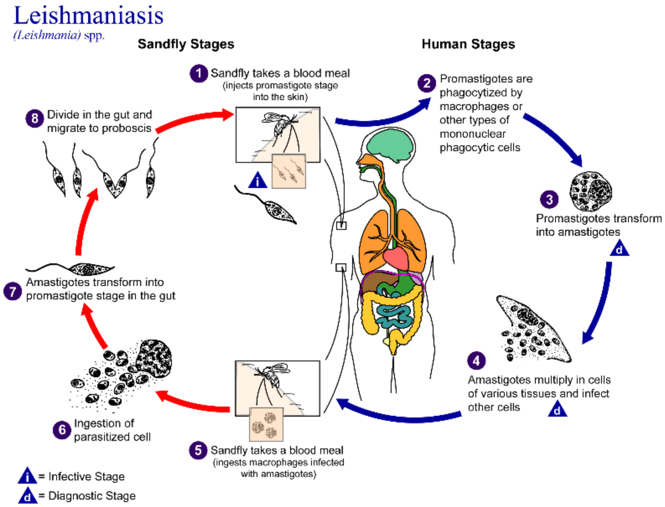 Pharmaceutics 14 02316 g001