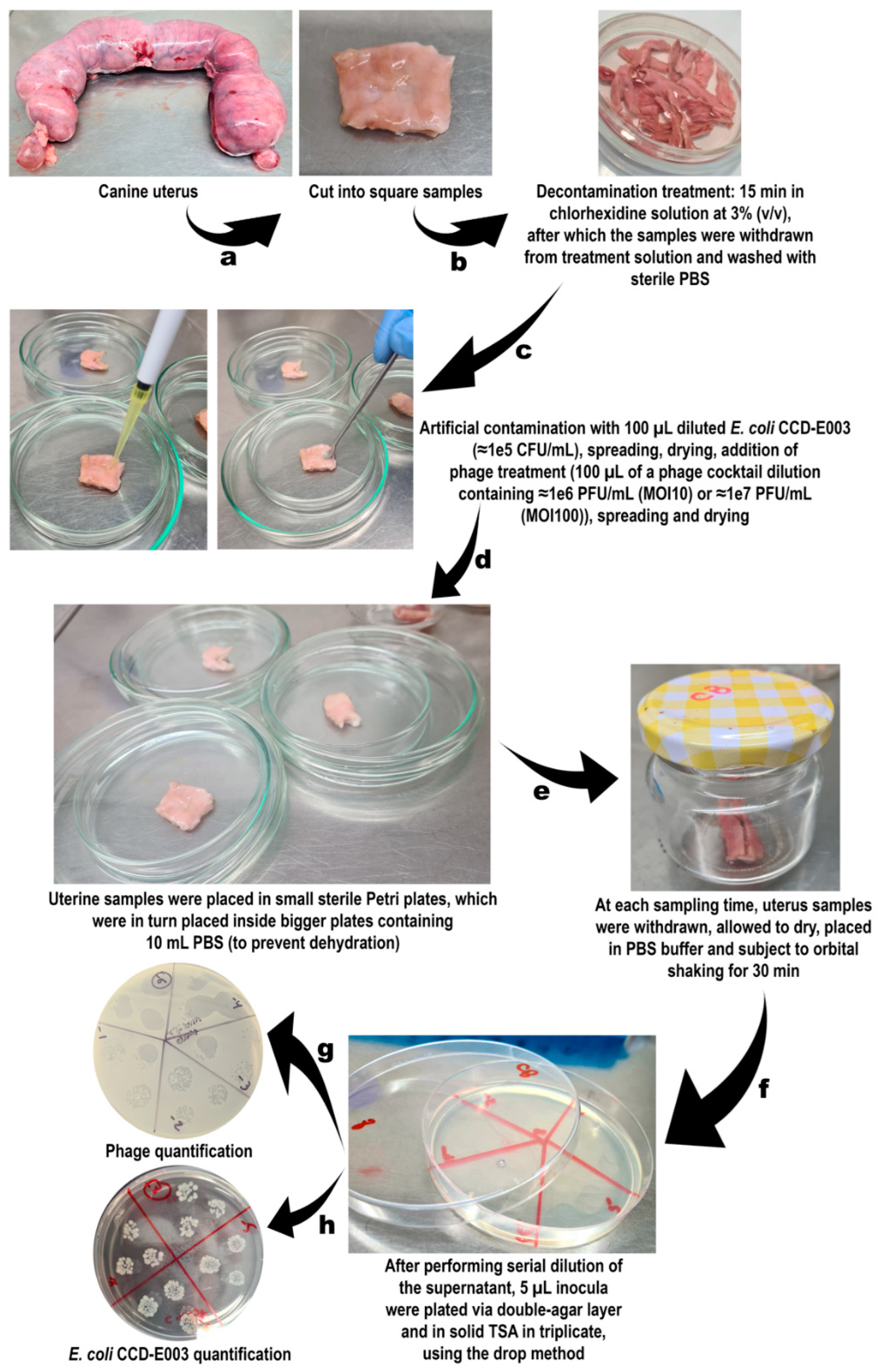 Pharmaceutics 14 02344 g001 Pharmaceutics 14 02344 g001