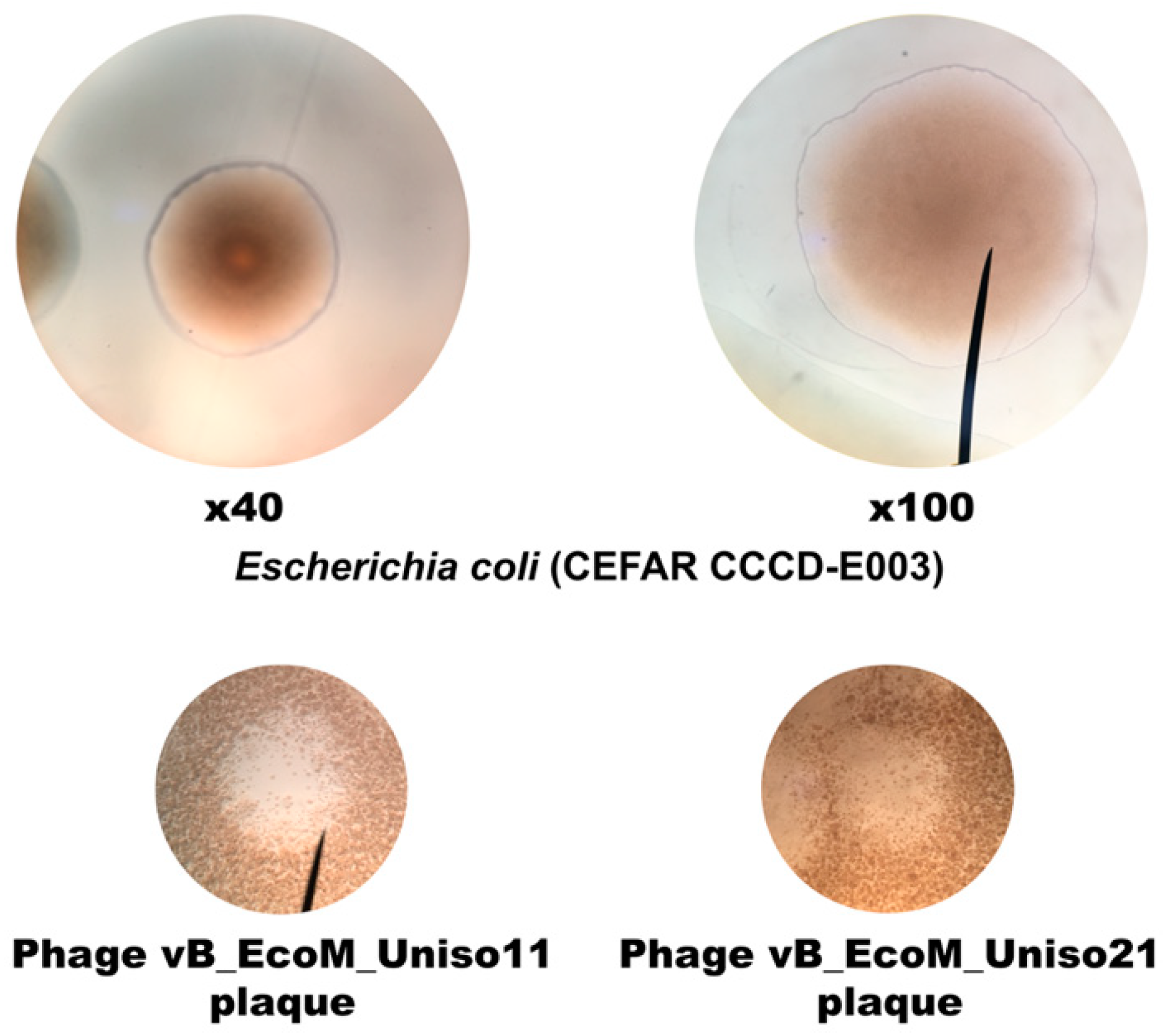 Pharmaceutics 14 02344 g006 Pharmaceutics 14 02344 g006