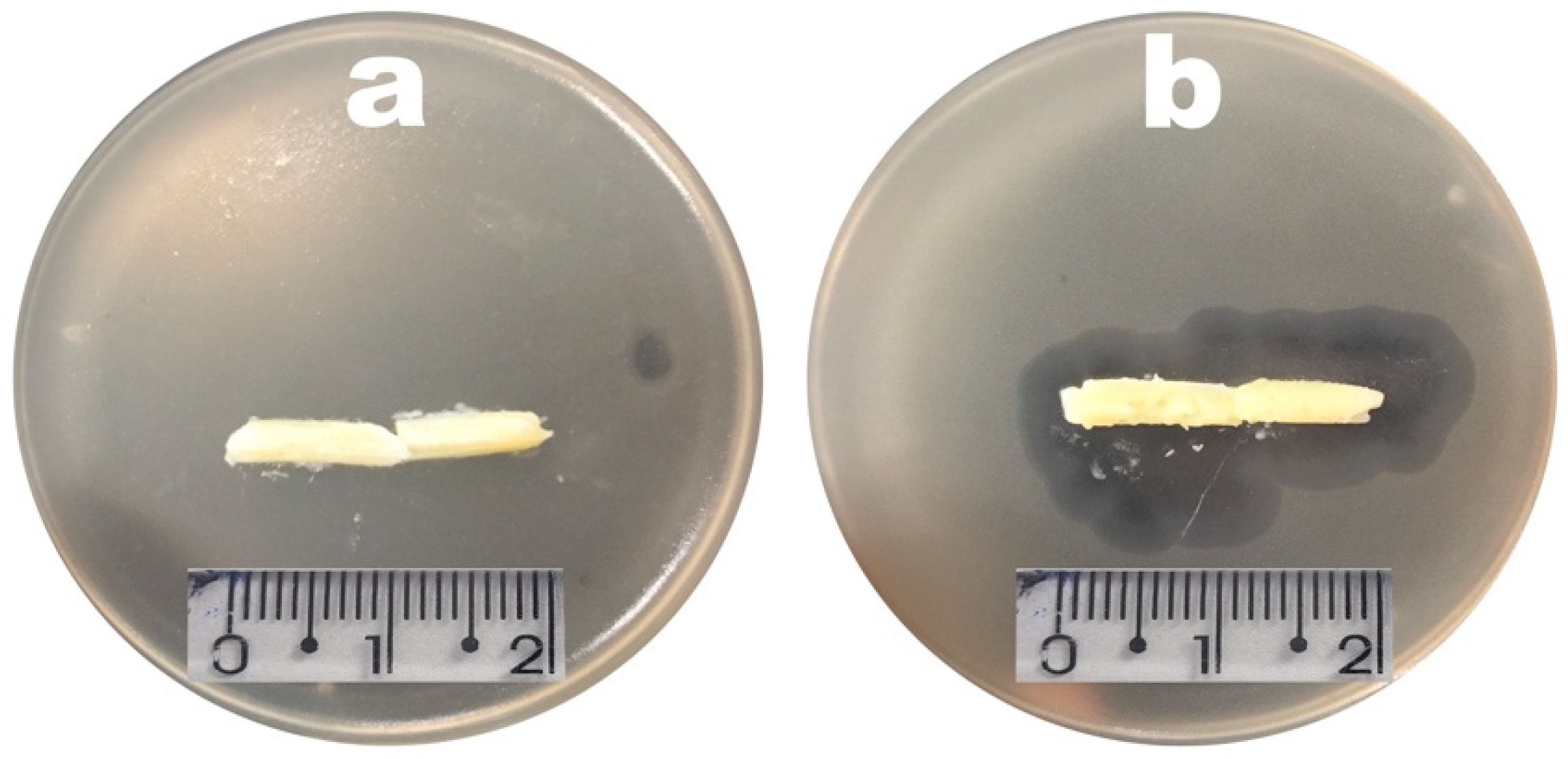 Pharmaceutics 14 02344 g012 Pharmaceutics 14 02344 g012