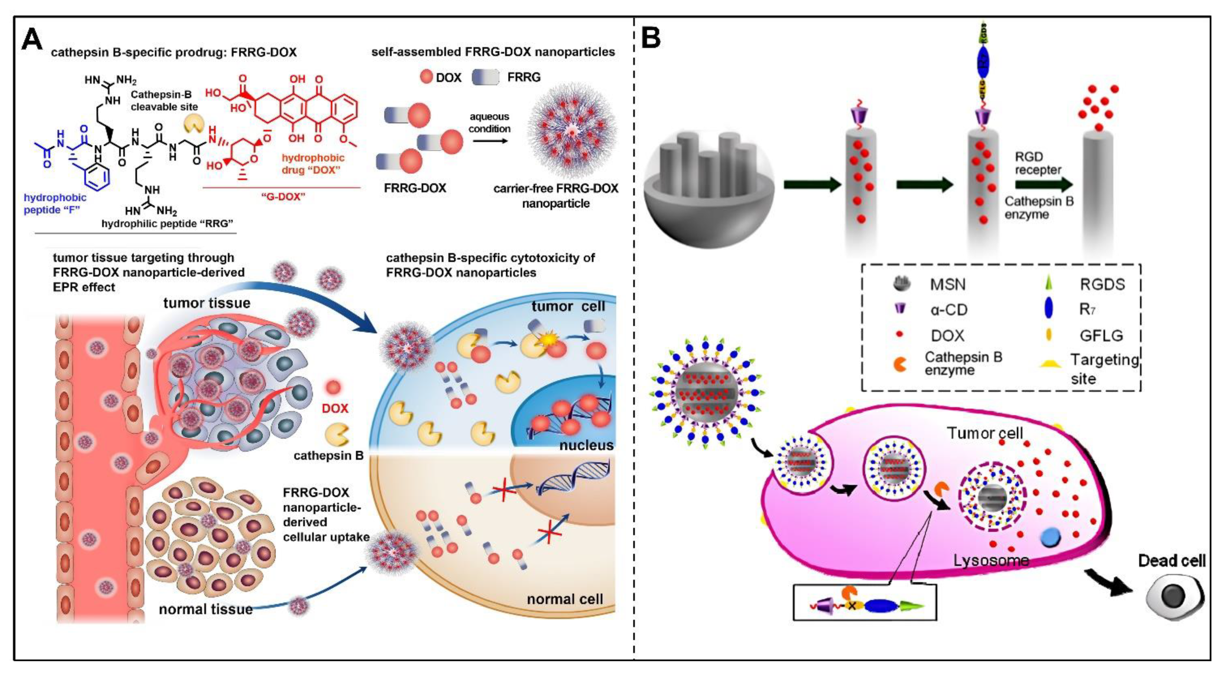 Pharmaceutics 14 02346 g005