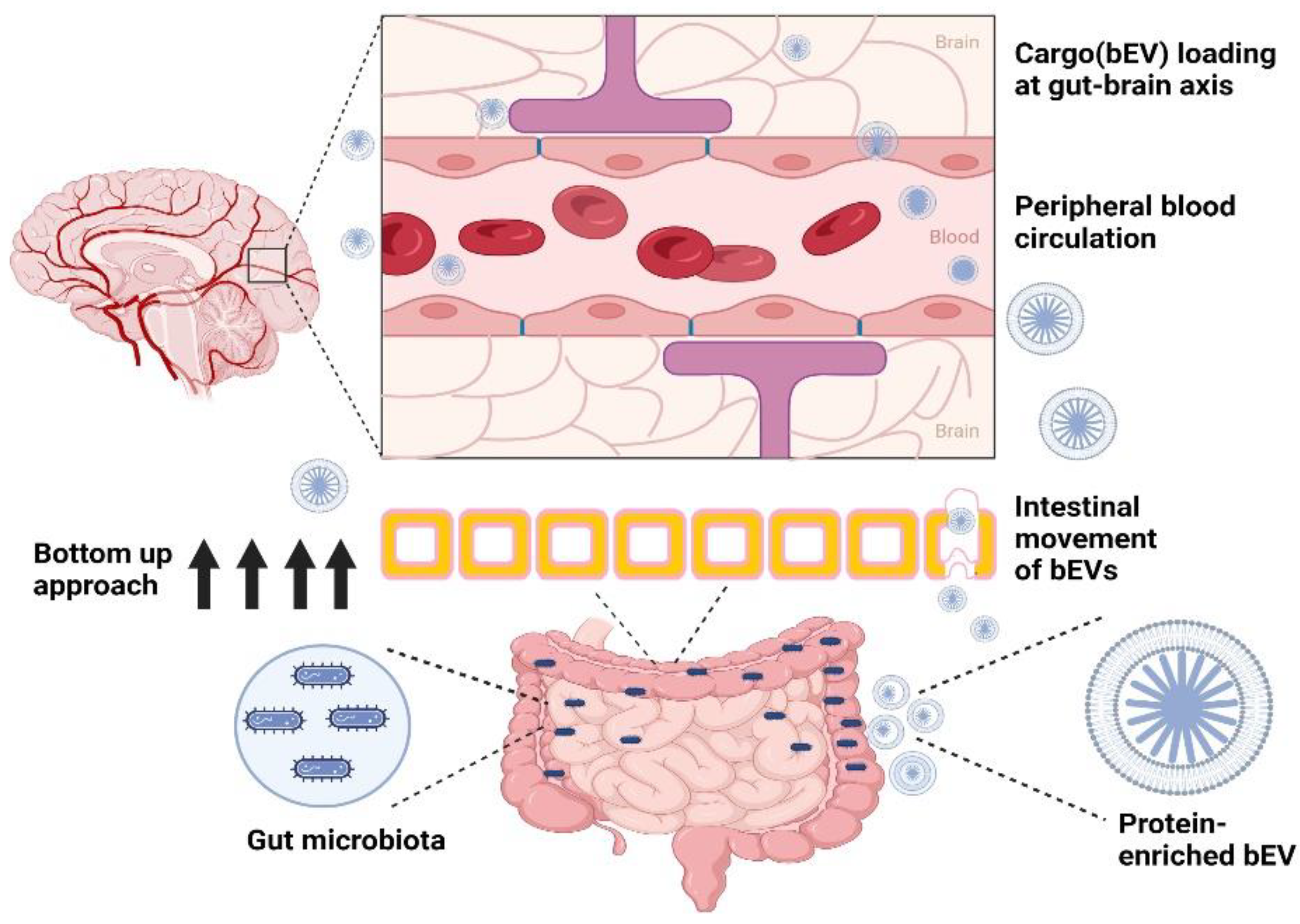 Pharmaceutics 14 02370 g001
