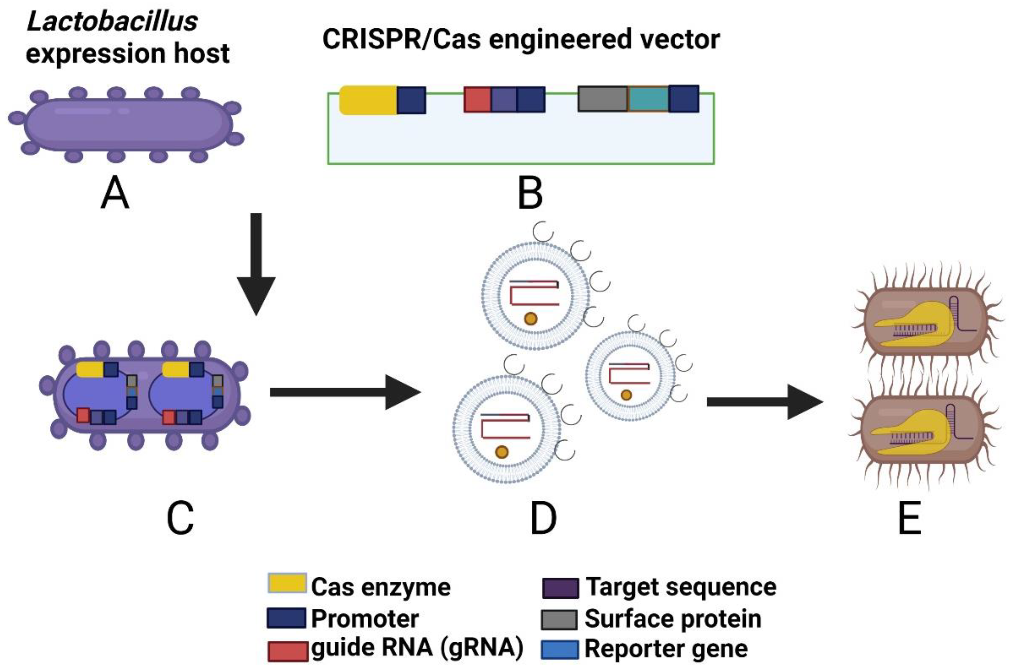 Pharmaceutics 14 02370 g002