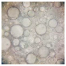 Pharmaceutics 14 02376 i010 Pharmaceutics 14 02376 i010