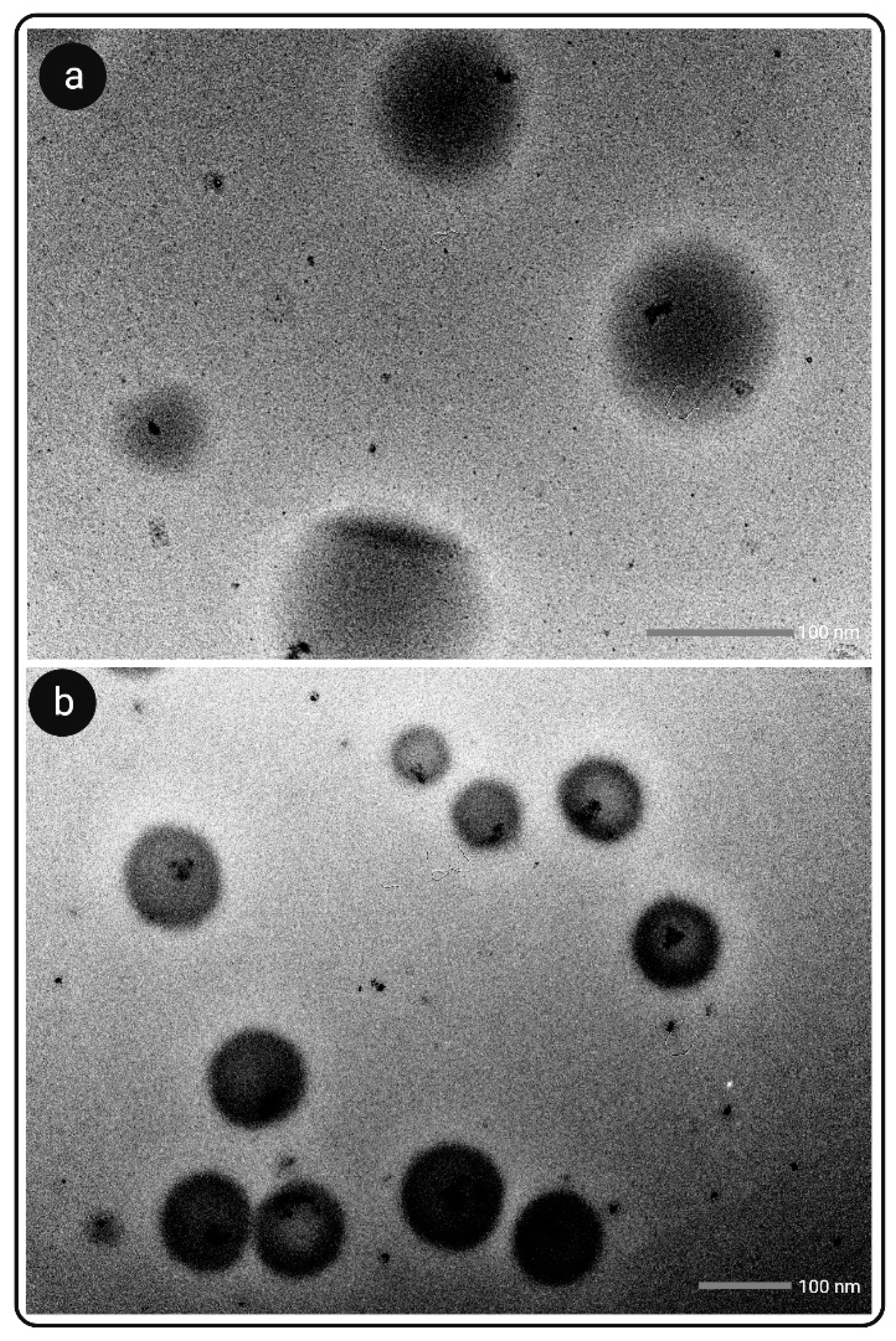 Pharmaceutics 14 02384 g004 Pharmaceutics 14 02384 g004