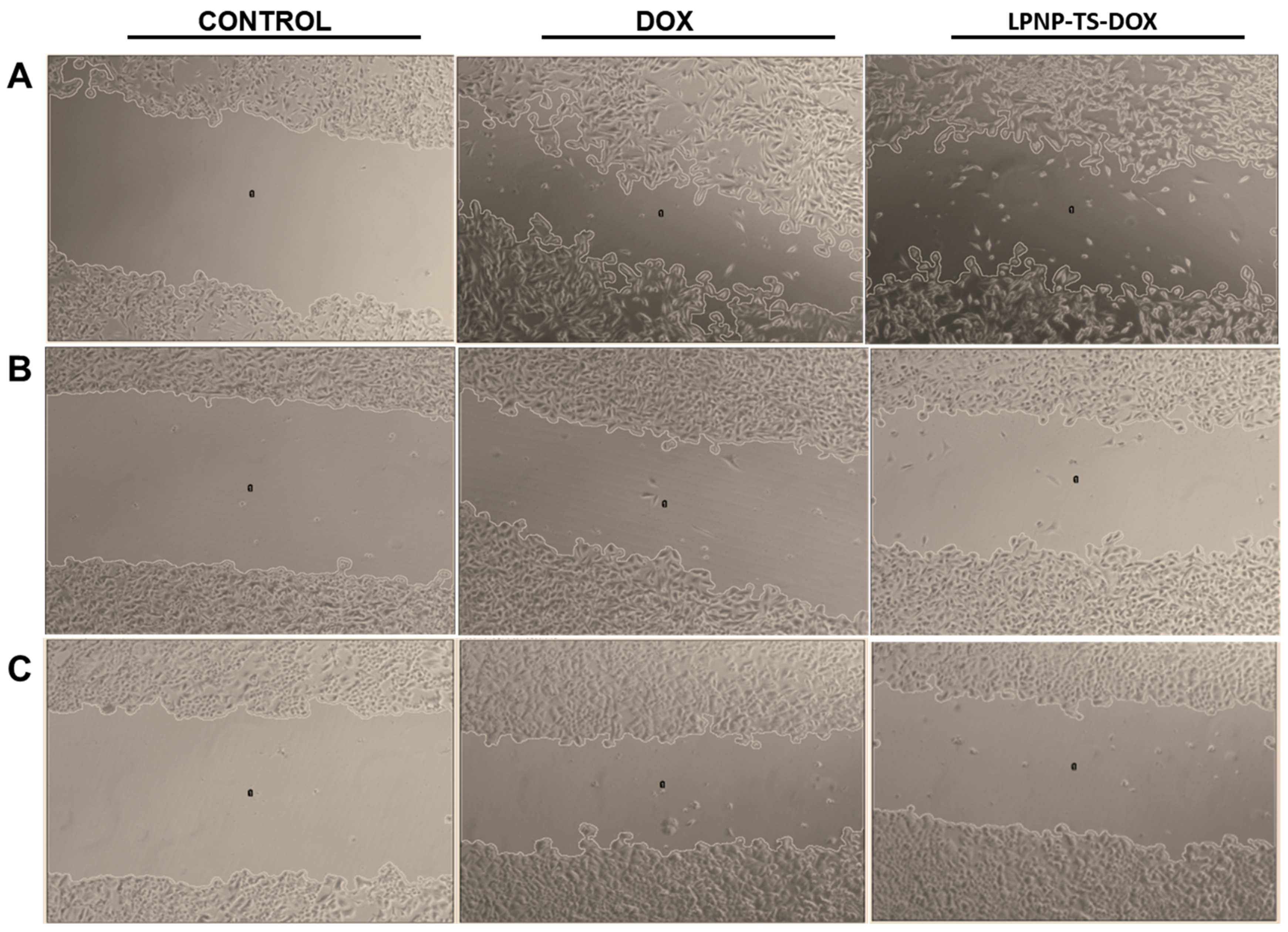Pharmaceutics 14 02394 g007 Pharmaceutics 14 02394 g007