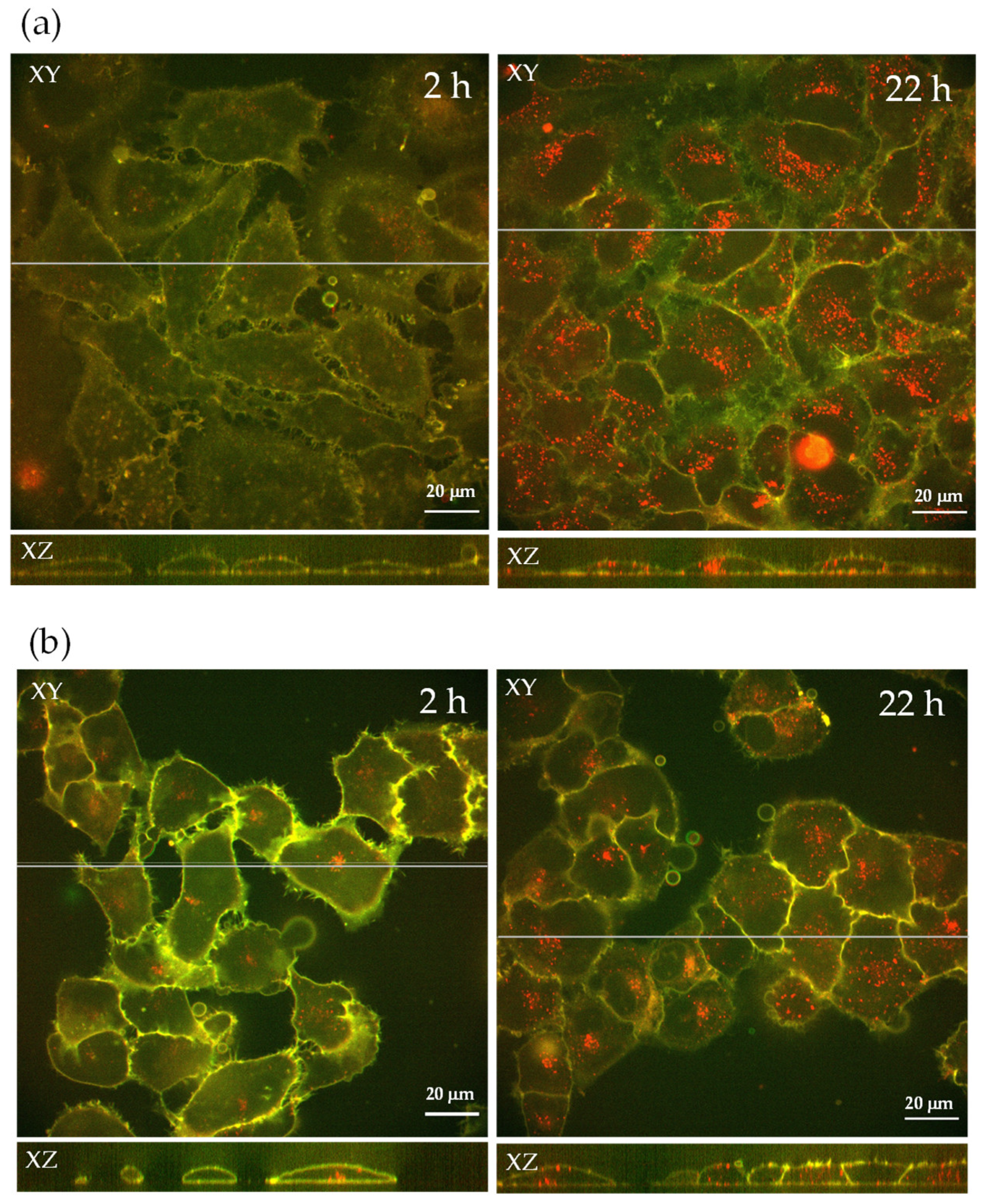 Pharmaceutics 14 02400 g008 Pharmaceutics 14 02400 g008