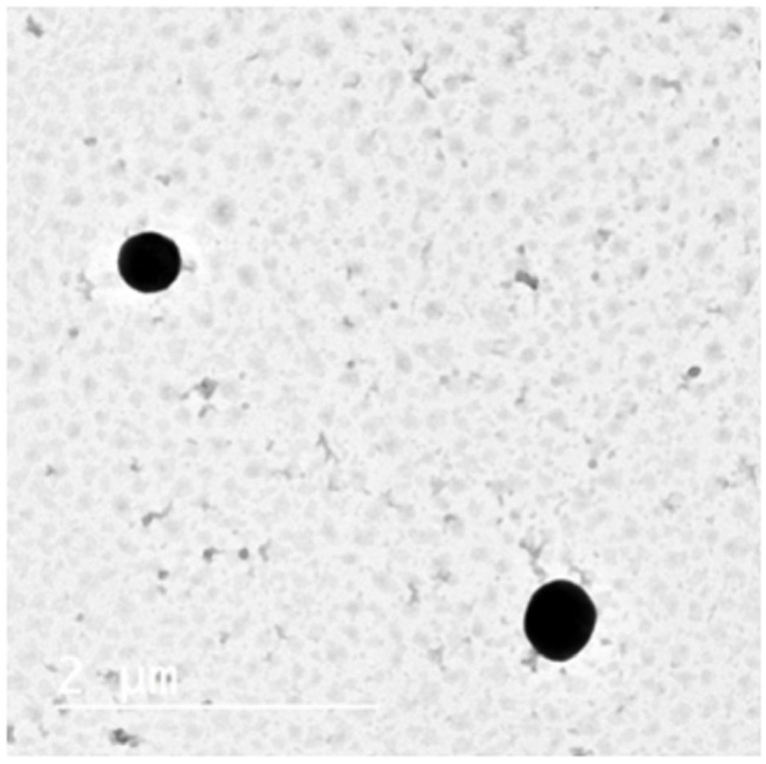 Pharmaceutics 14 02405 g002