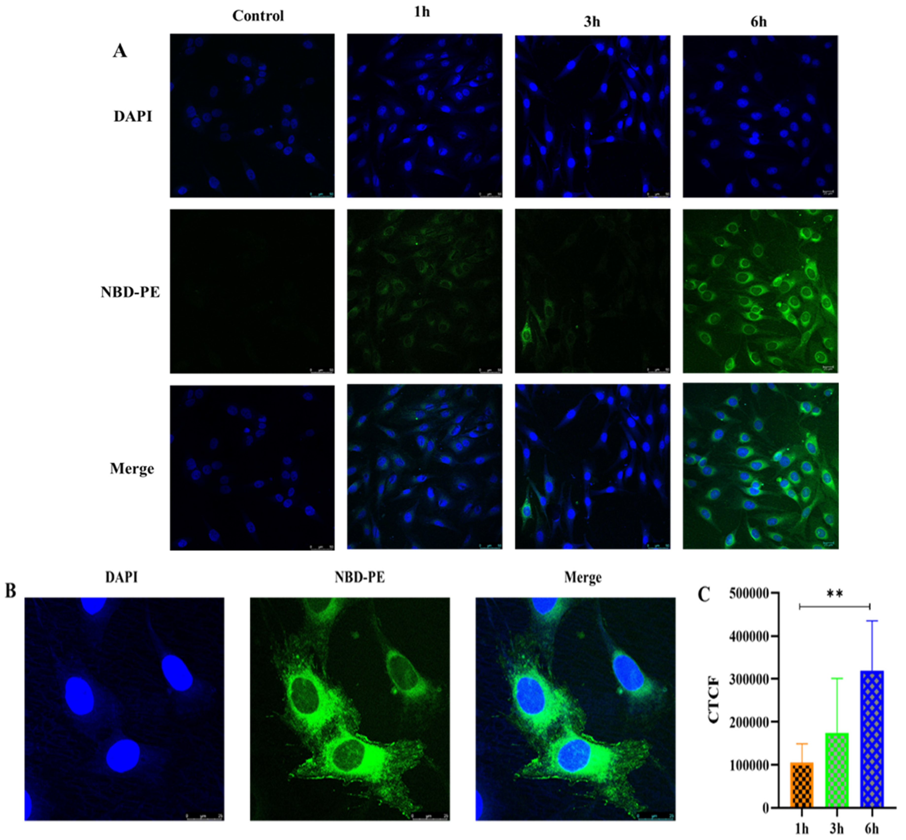 Pharmaceutics 14 02417 g010