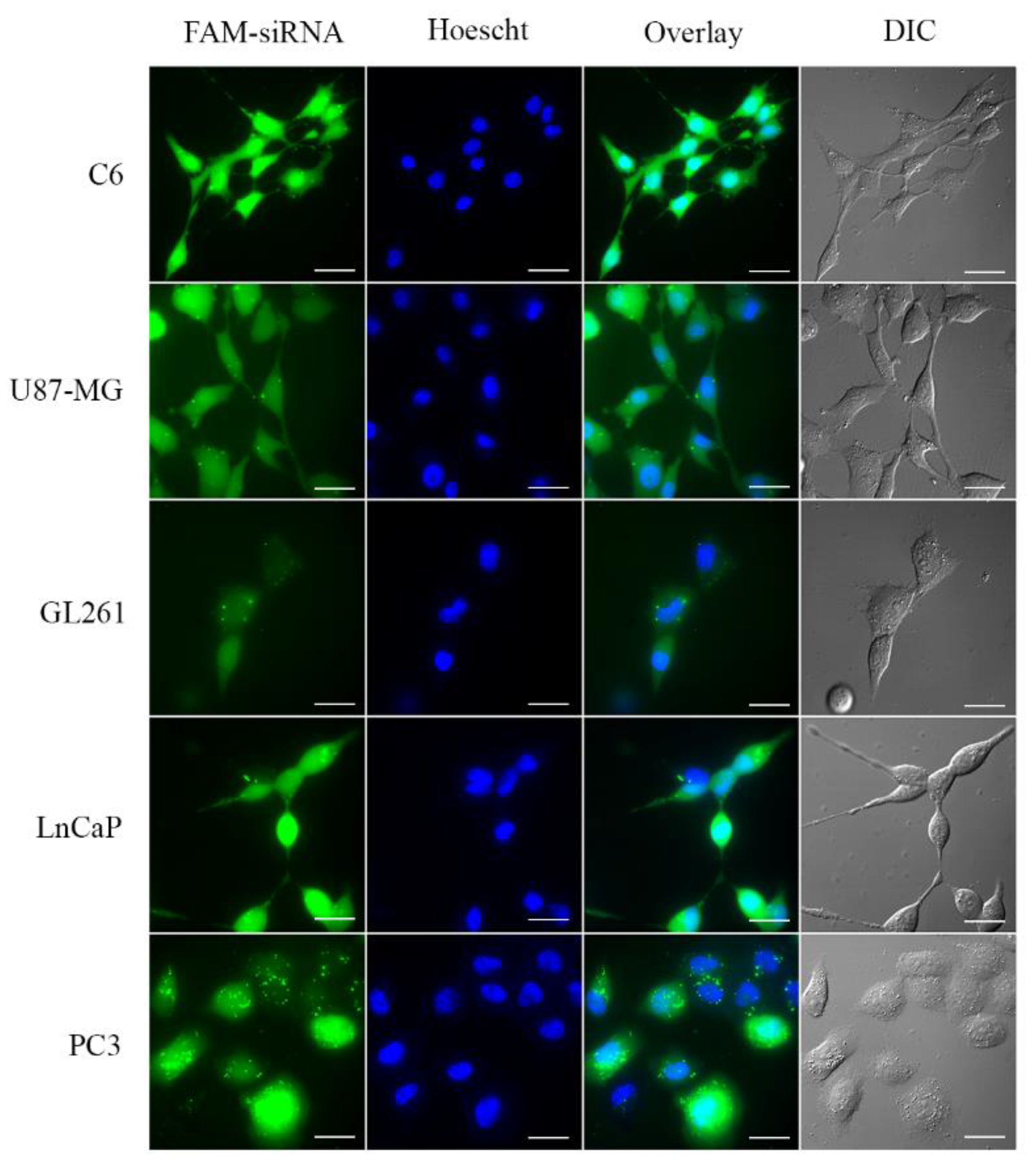 Pharmaceutics 14 02424 g003