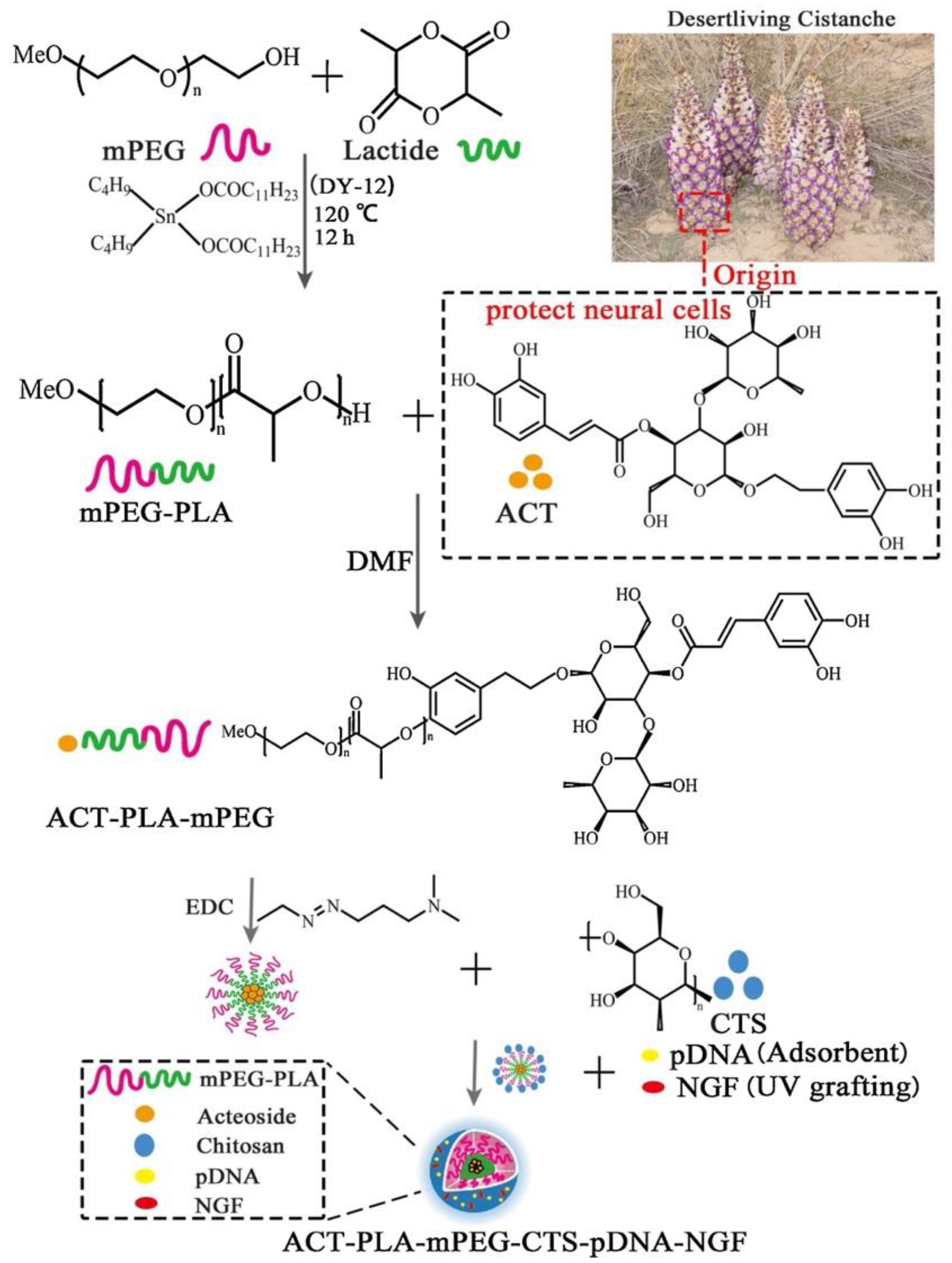 Pharmaceutics 14 02425 g007