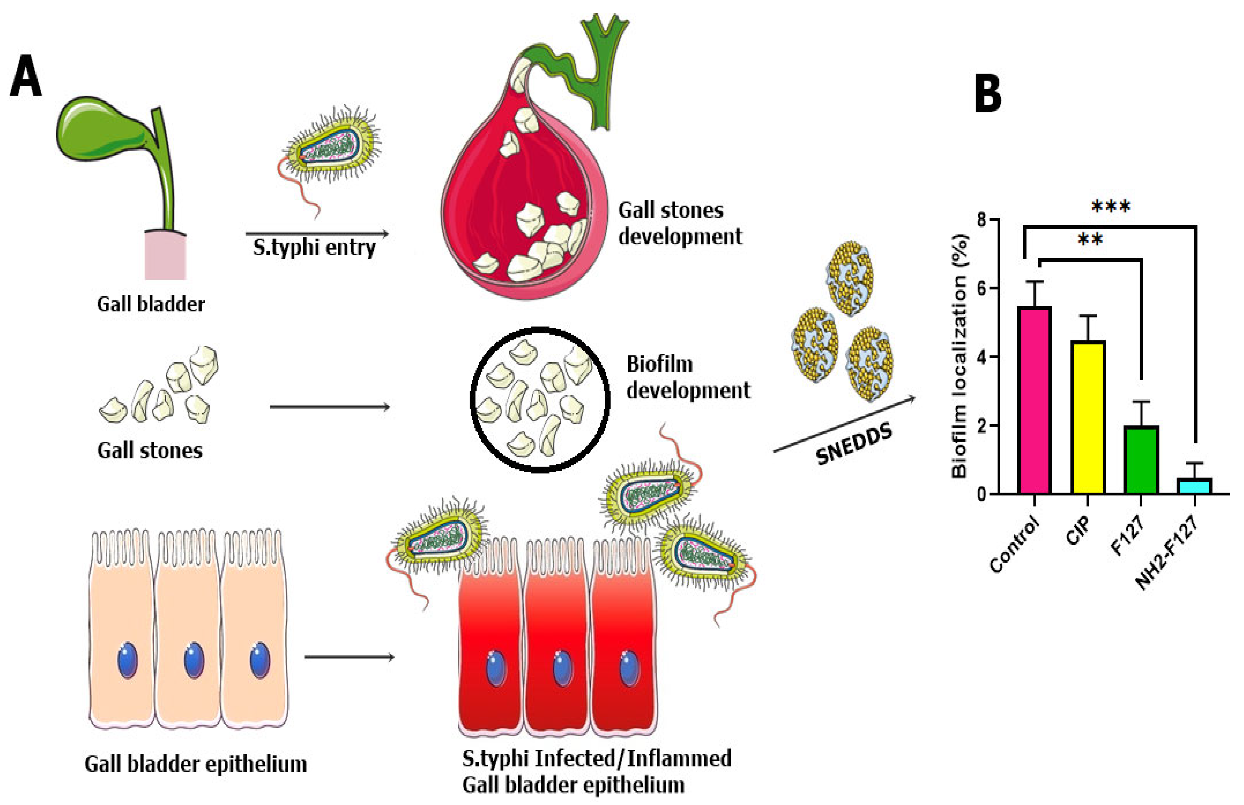 Pharmaceutics 14 02433 g013