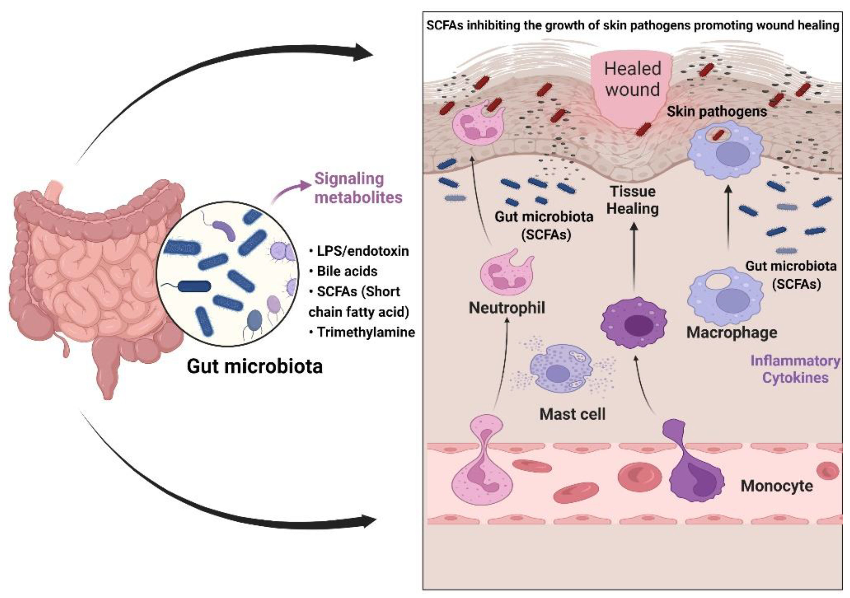 Pharmaceutics 14 02436 g002