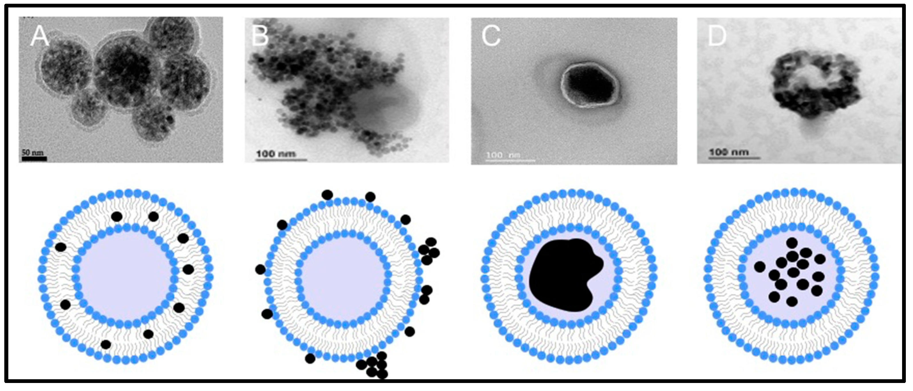 Pharmaceutics 14 02443 g004