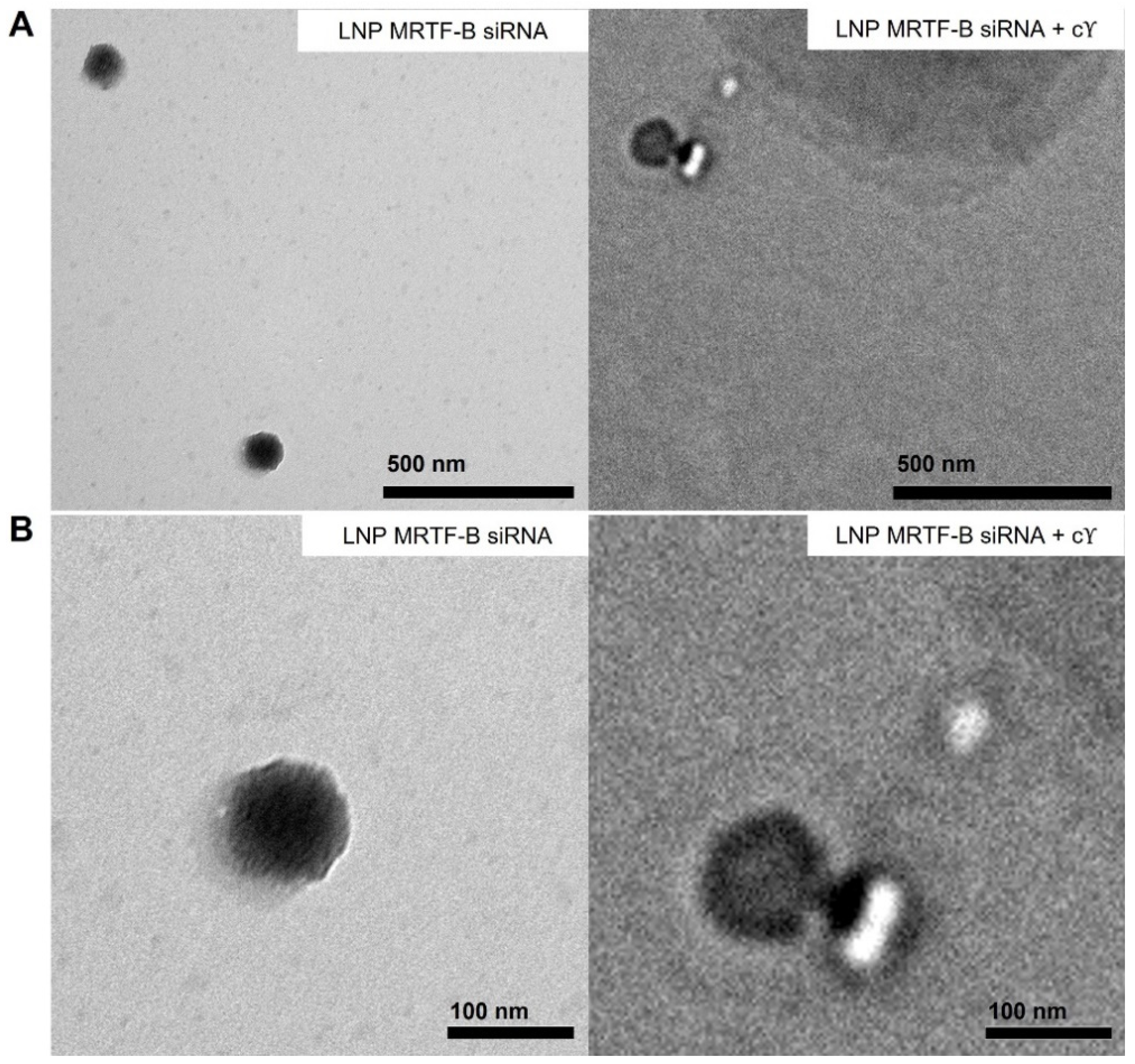 Pharmaceutics 14 02472 g003