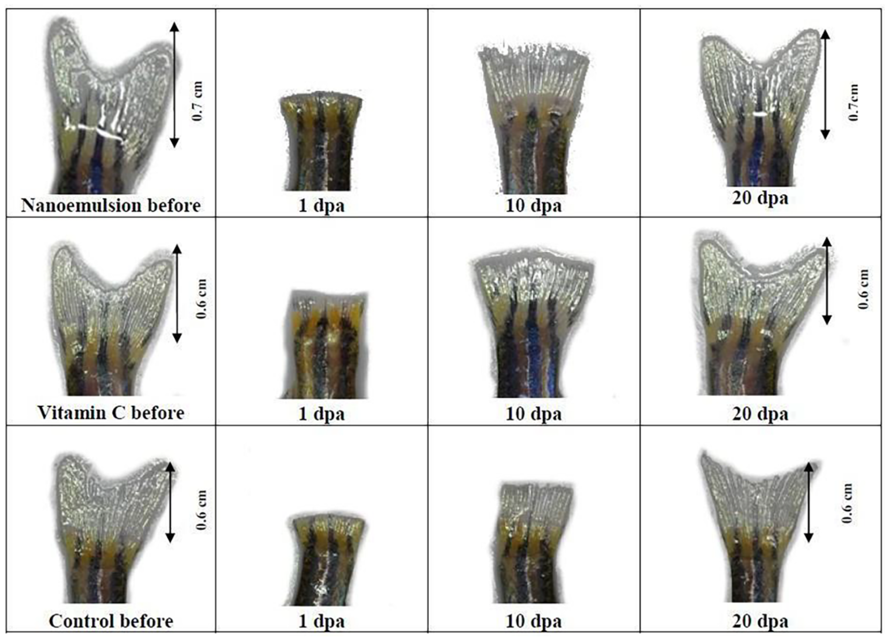 Pharmaceutics 14 02479 g004