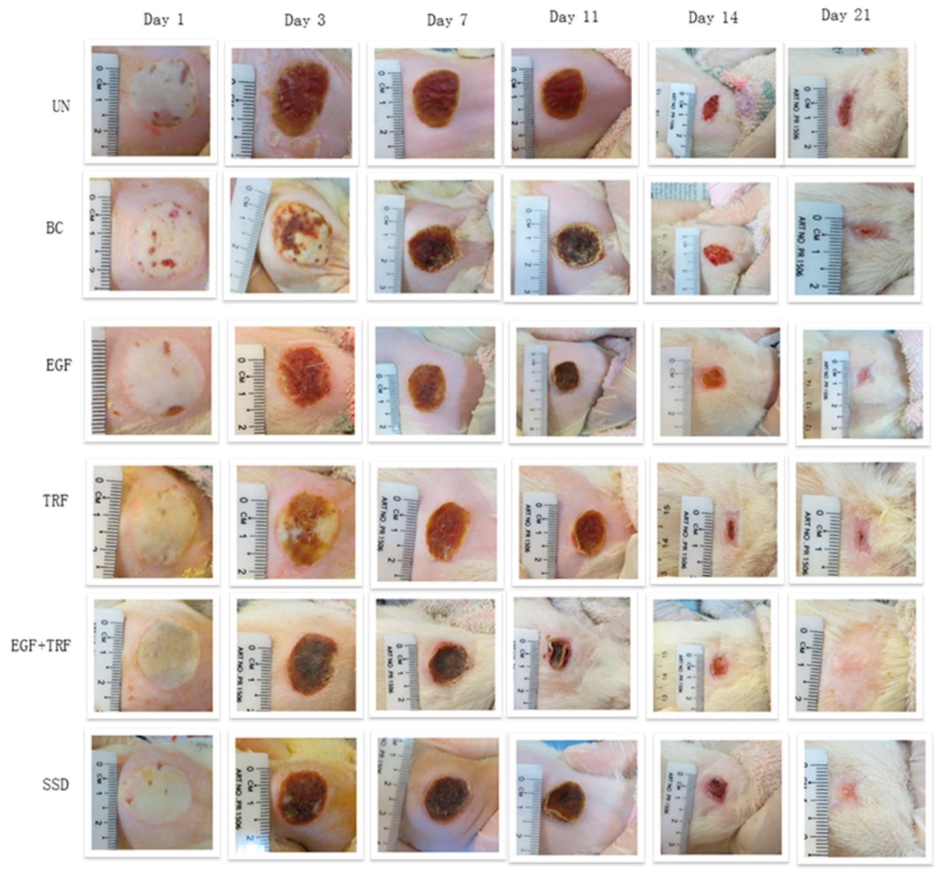 Pharmaceutics 14 02479 g005